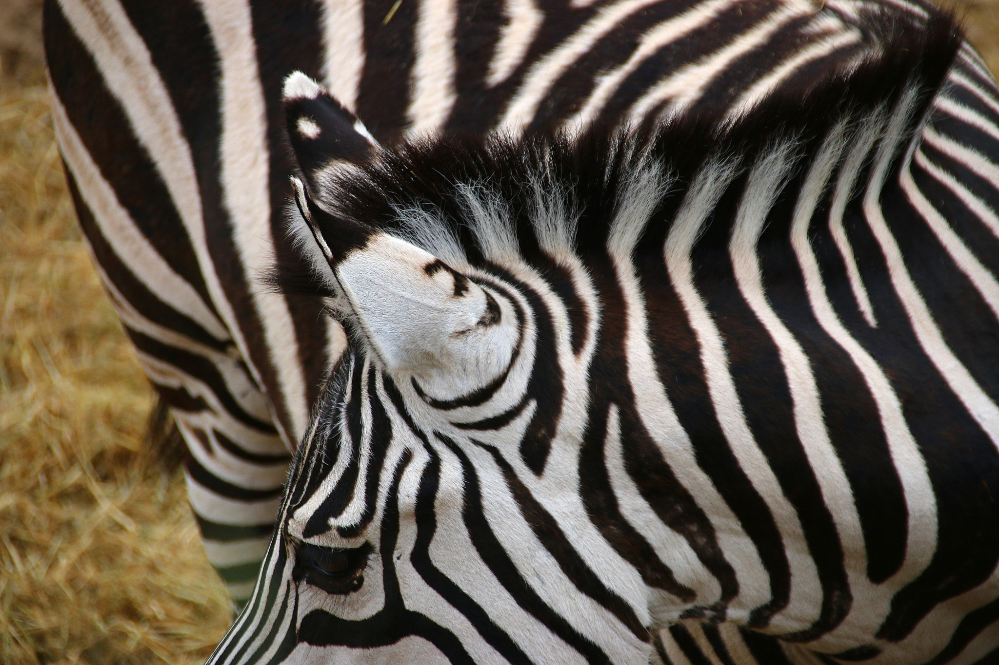 Canon EF 75-300mm F4.0-5.6 IS USM sample photo. Pairi daiza photography