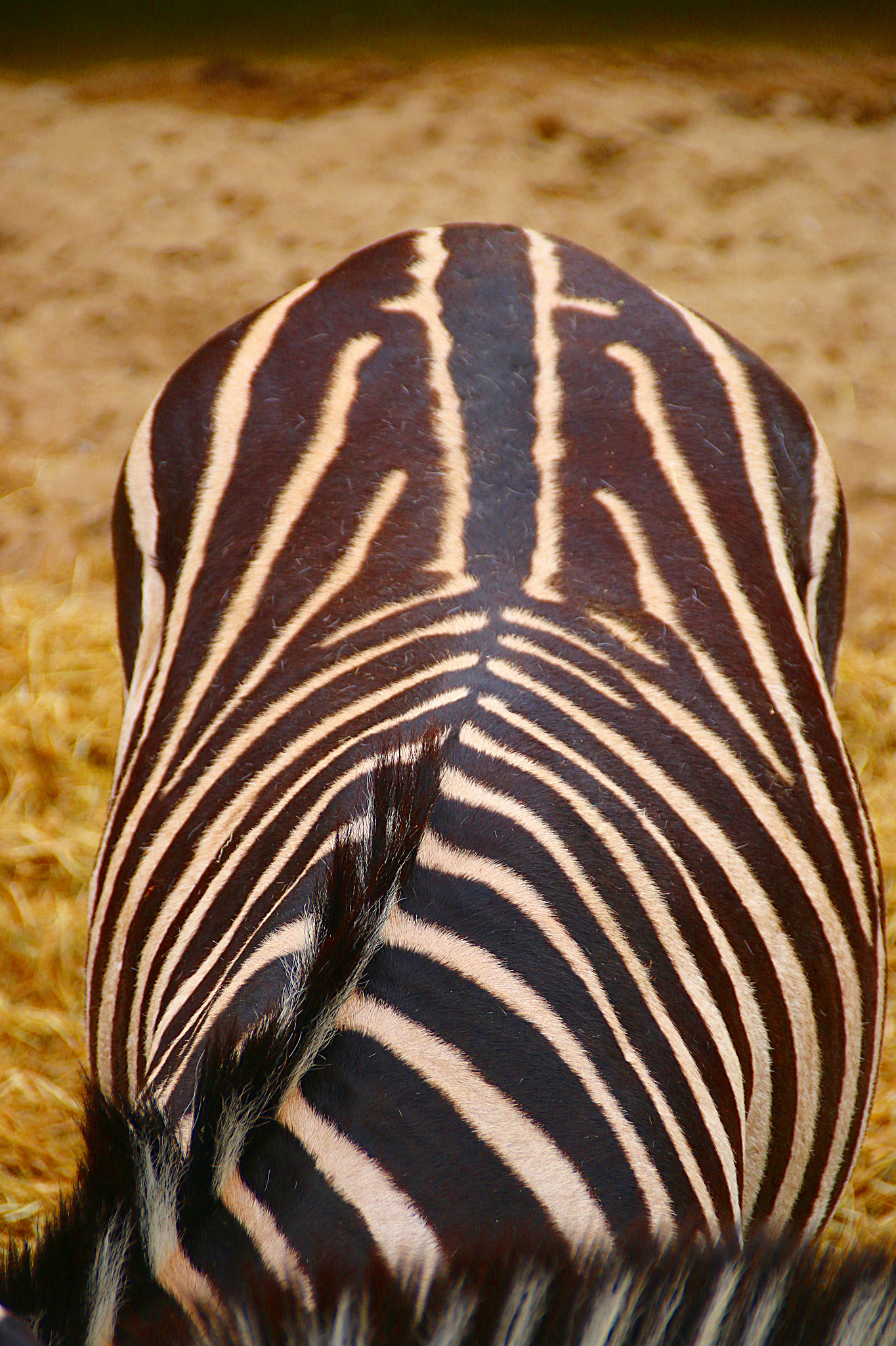 Canon EF 75-300mm F4.0-5.6 IS USM sample photo. Pairi daiza photography