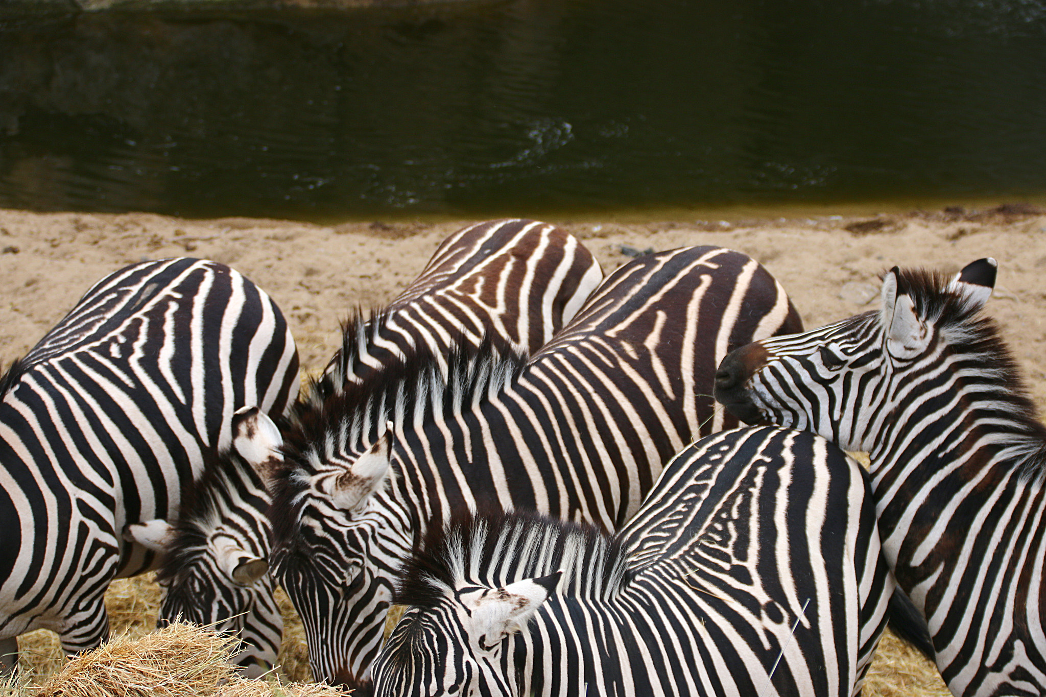 Canon EF 75-300mm F4.0-5.6 IS USM sample photo. Pairi daiza photography