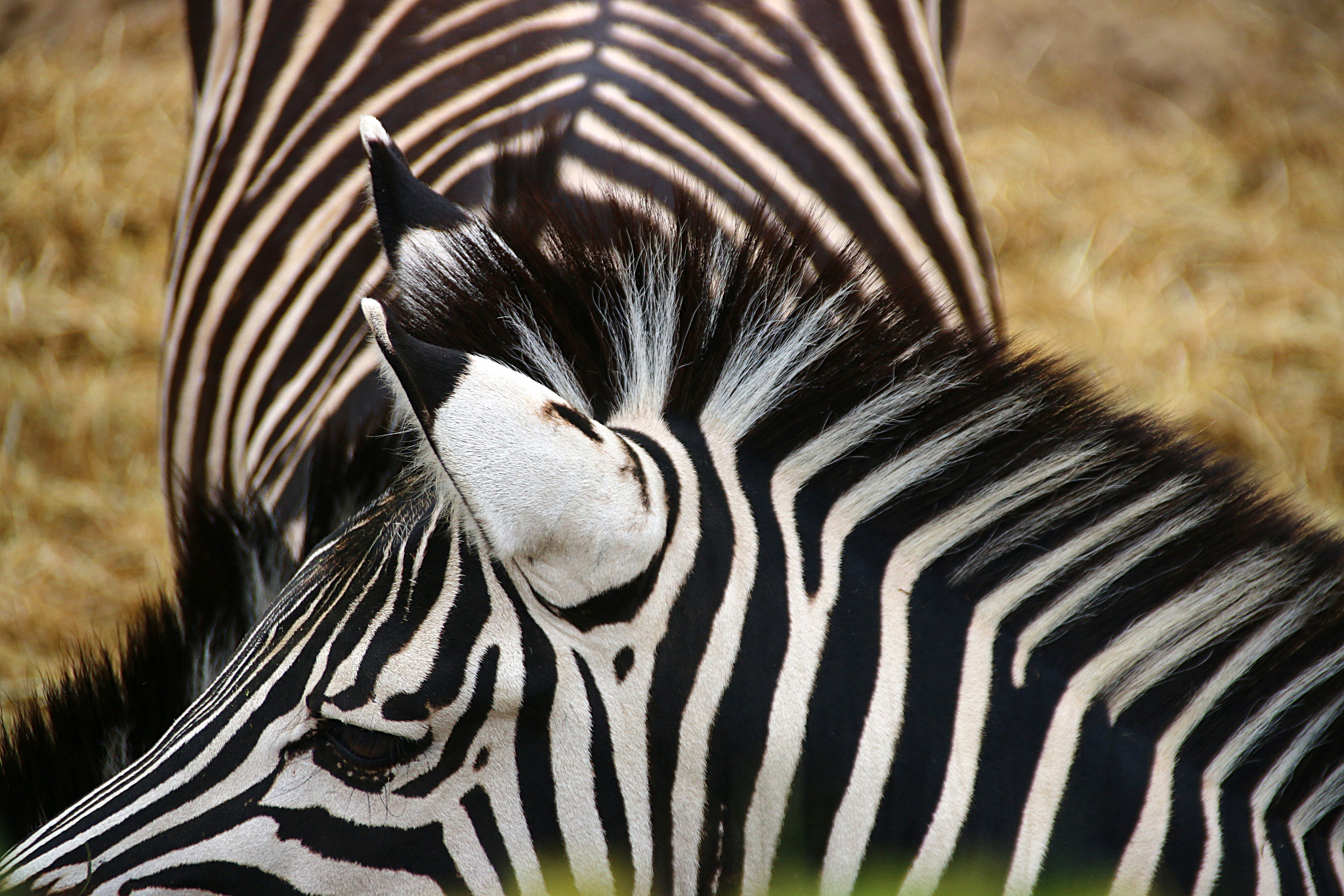 Canon EF 75-300mm F4.0-5.6 IS USM sample photo. Pairi daiza photography