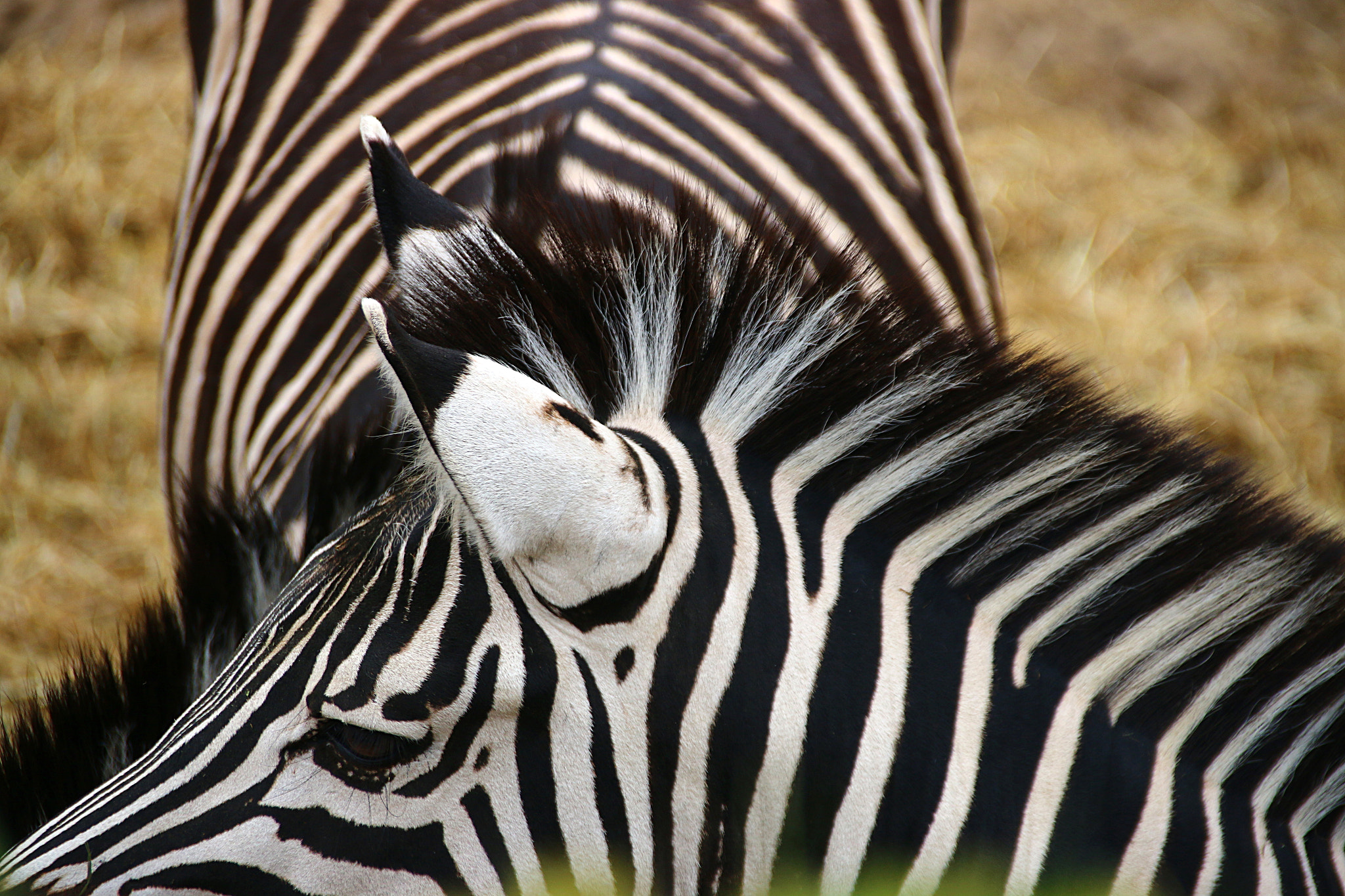 Canon EOS 70D + Canon EF 75-300mm F4.0-5.6 IS USM sample photo. Pairi daiza photography