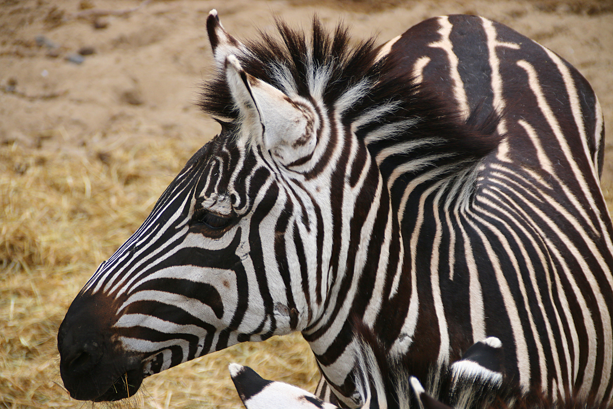 Canon EOS 70D + Canon EF 75-300mm F4.0-5.6 IS USM sample photo. Pairi daiza photography