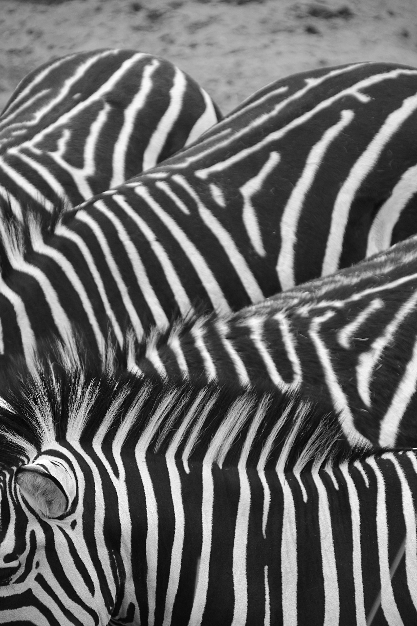 Canon EF 75-300mm F4.0-5.6 IS USM sample photo. Pairi daiza photography