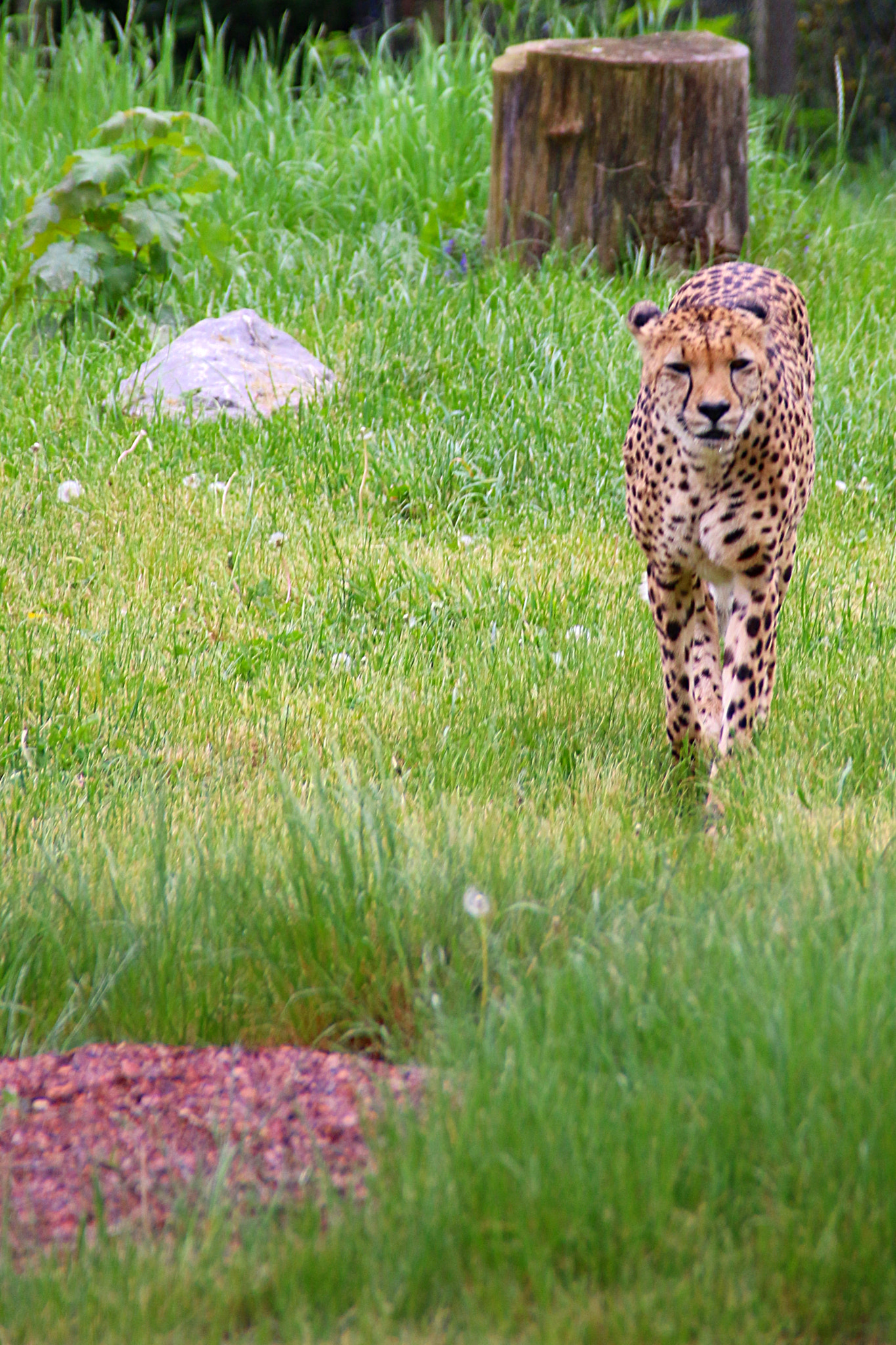 Canon EF 75-300mm F4.0-5.6 IS USM sample photo. Pairi daiza photography