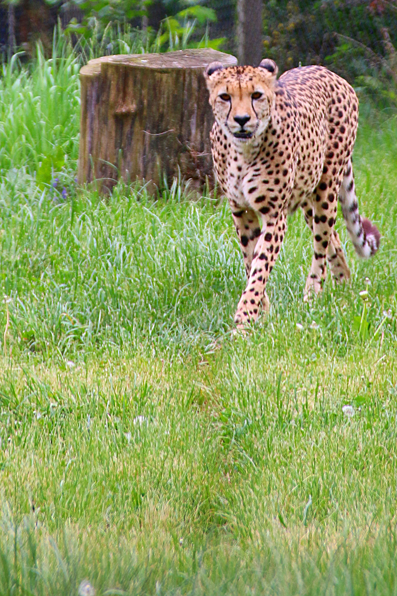 Canon EF 75-300mm F4.0-5.6 IS USM sample photo. Pairi daiza photography