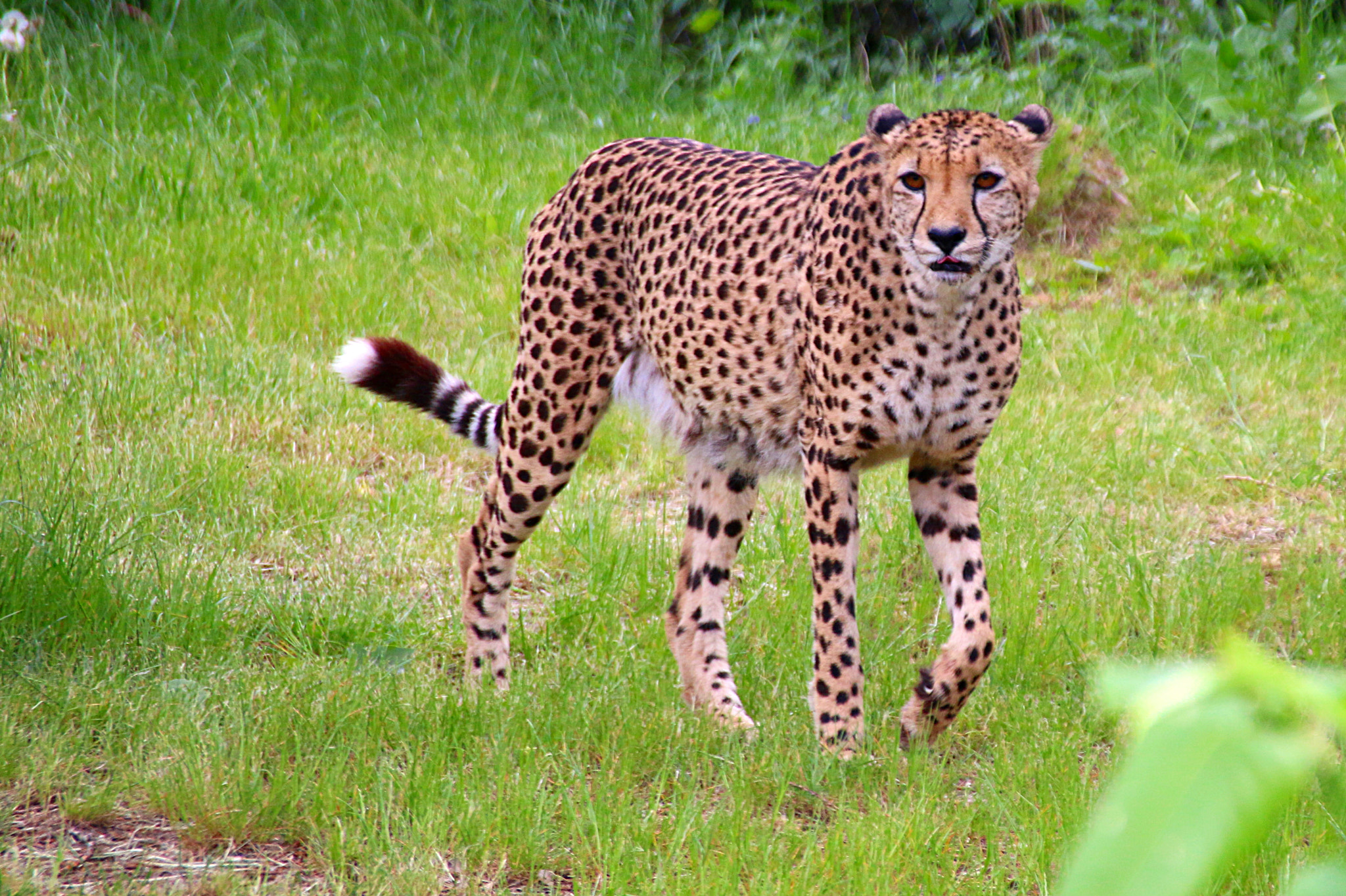 Canon EF 75-300mm F4.0-5.6 IS USM sample photo. Pairi daiza photography