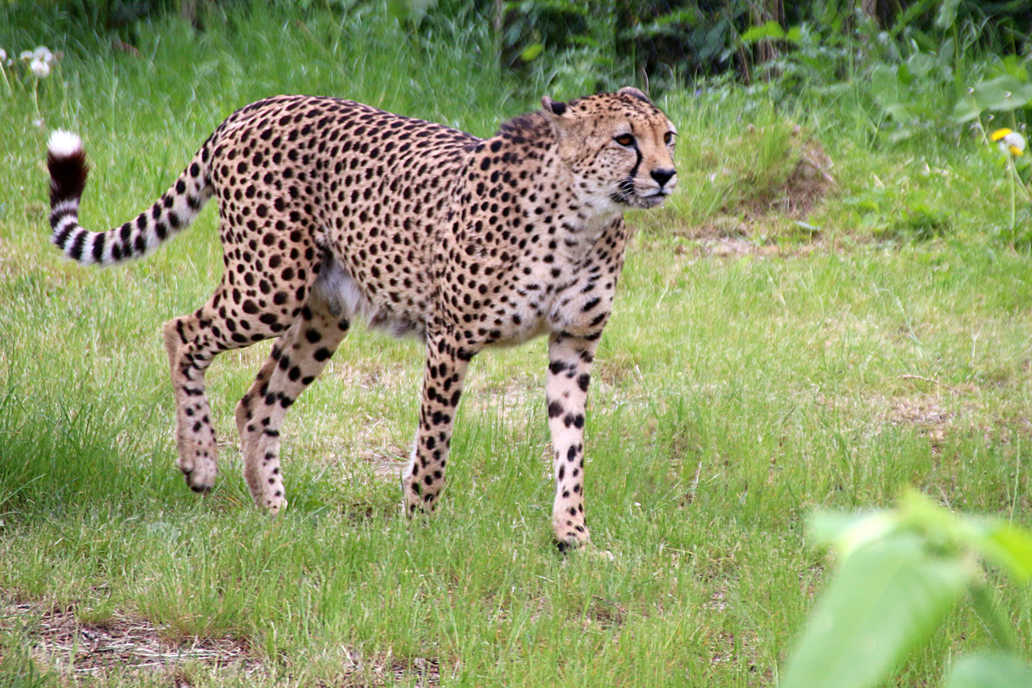 Canon EF 75-300mm F4.0-5.6 IS USM sample photo. Pairi daiza photography