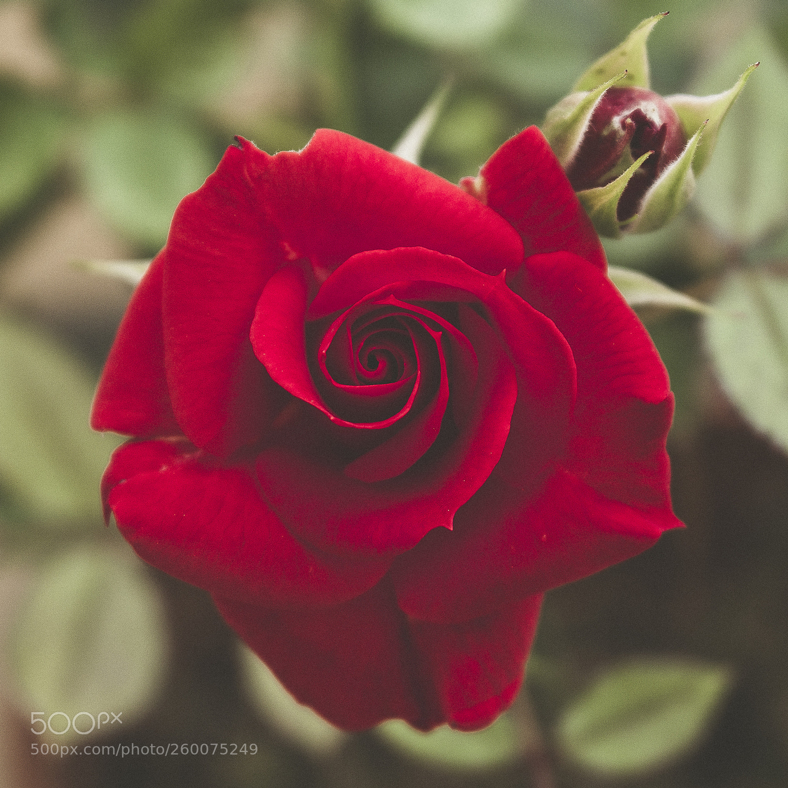Canon EOS 700D (EOS Rebel T5i / EOS Kiss X7i) sample photo. Glorious photography