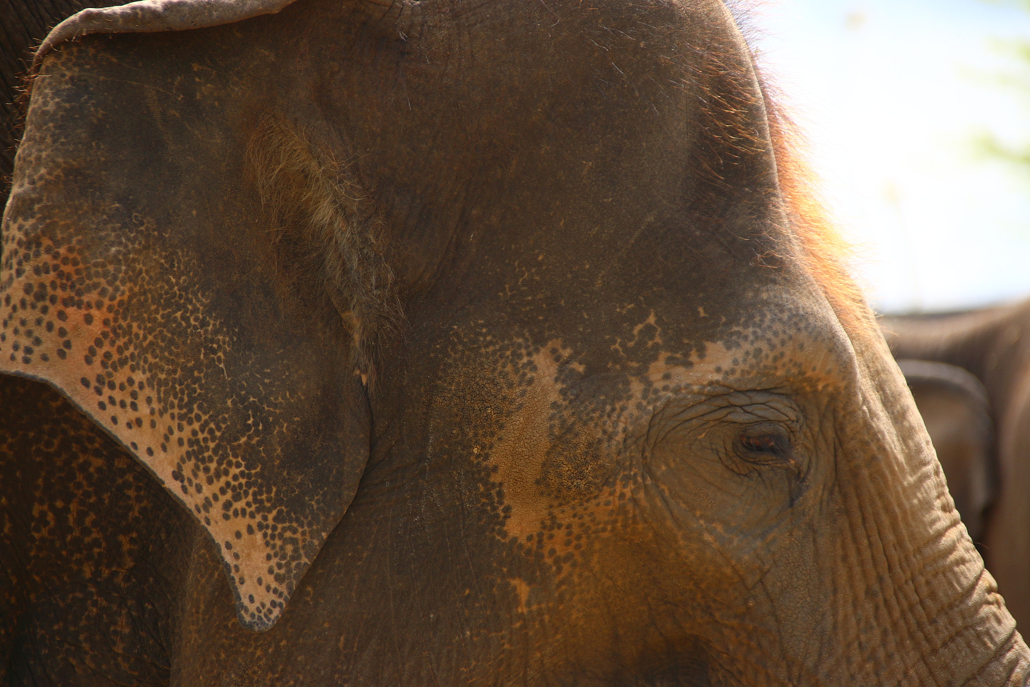 Canon EF 75-300mm F4.0-5.6 IS USM sample photo. Pairi daiza photography