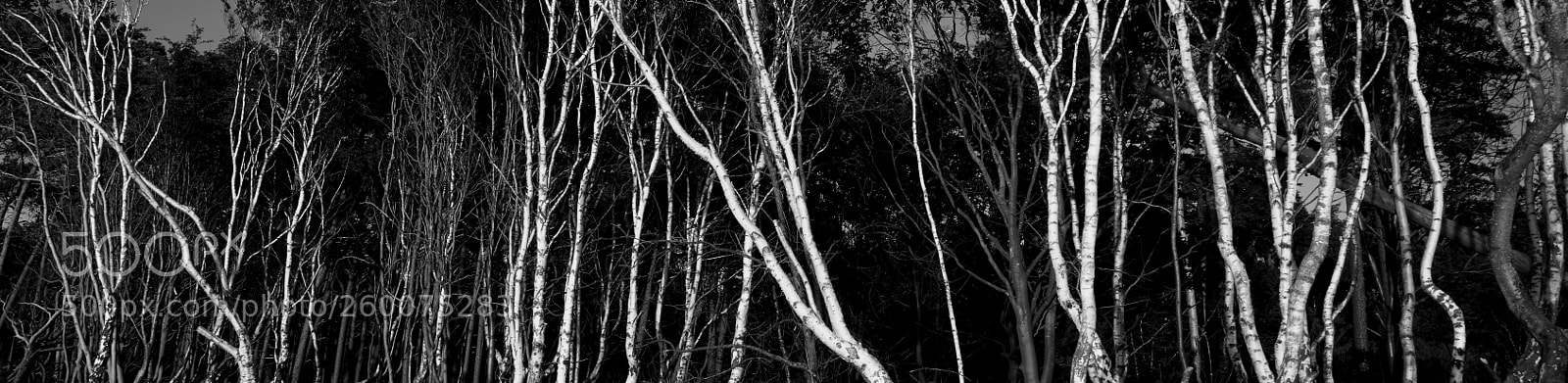 Sony a7R III sample photo. Birch & beach photography