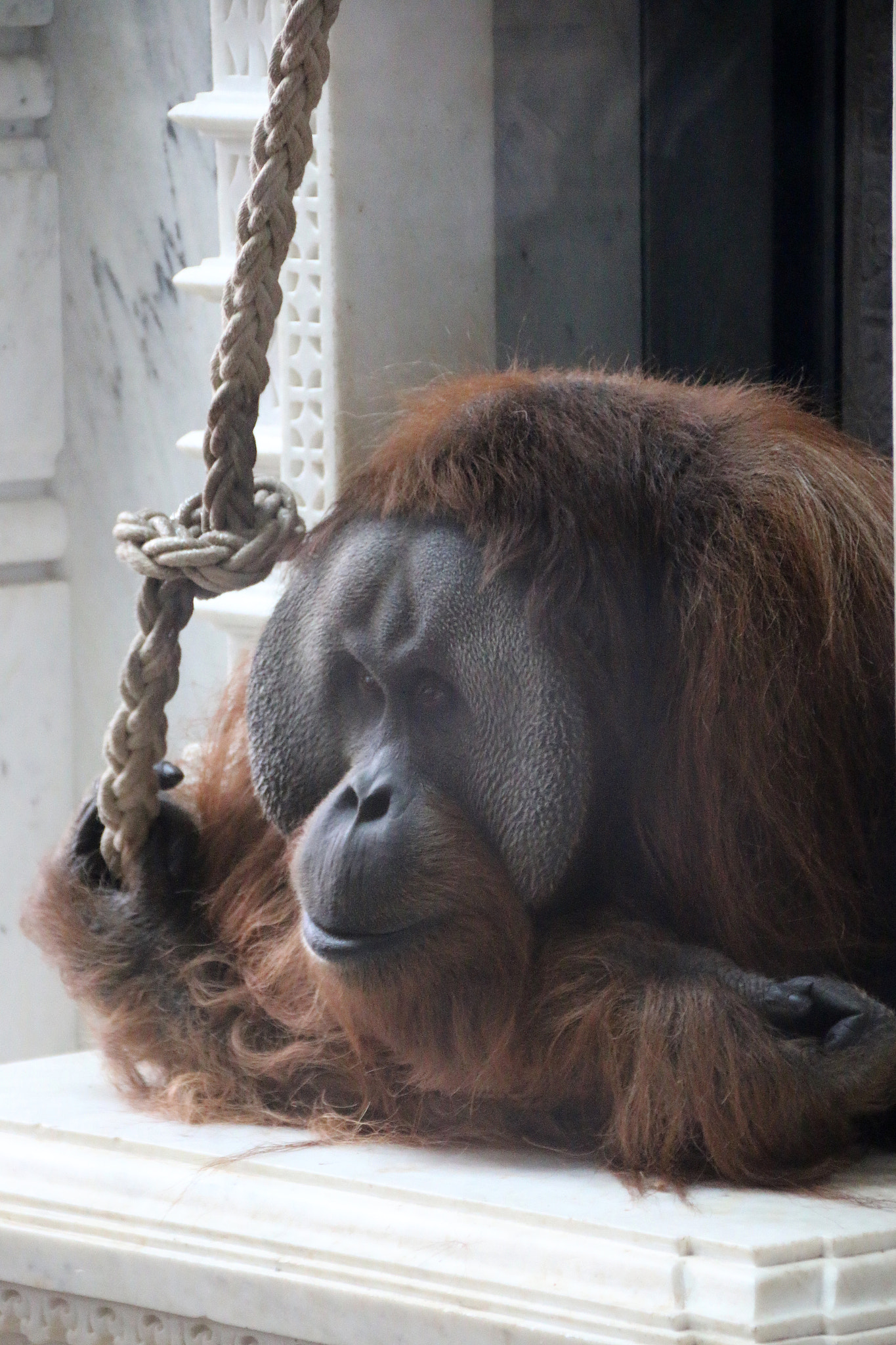 Canon EF 75-300mm F4.0-5.6 IS USM sample photo. Pairi daiza photography