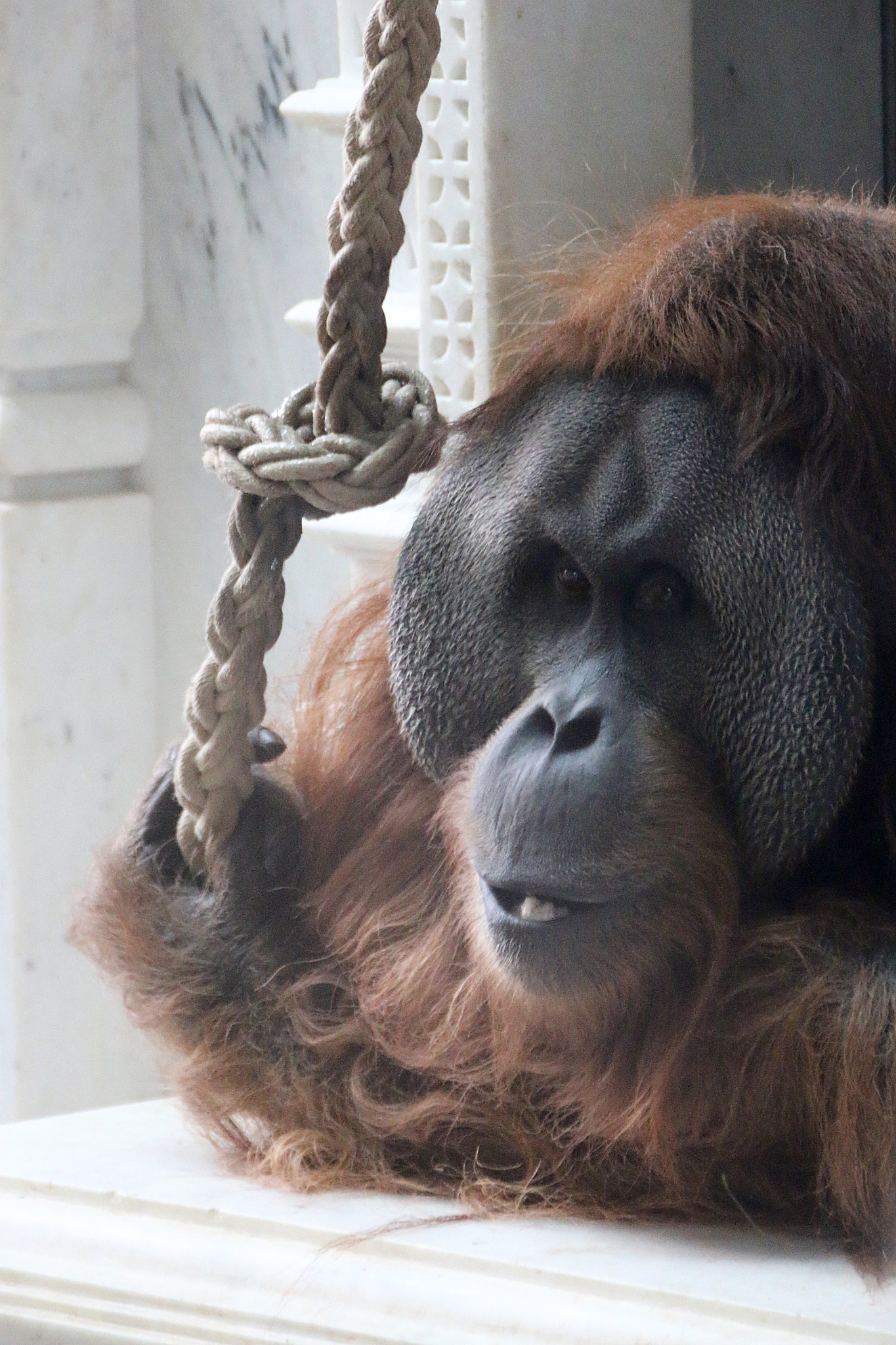 Canon EF 75-300mm F4.0-5.6 IS USM sample photo. Pairi daiza photography