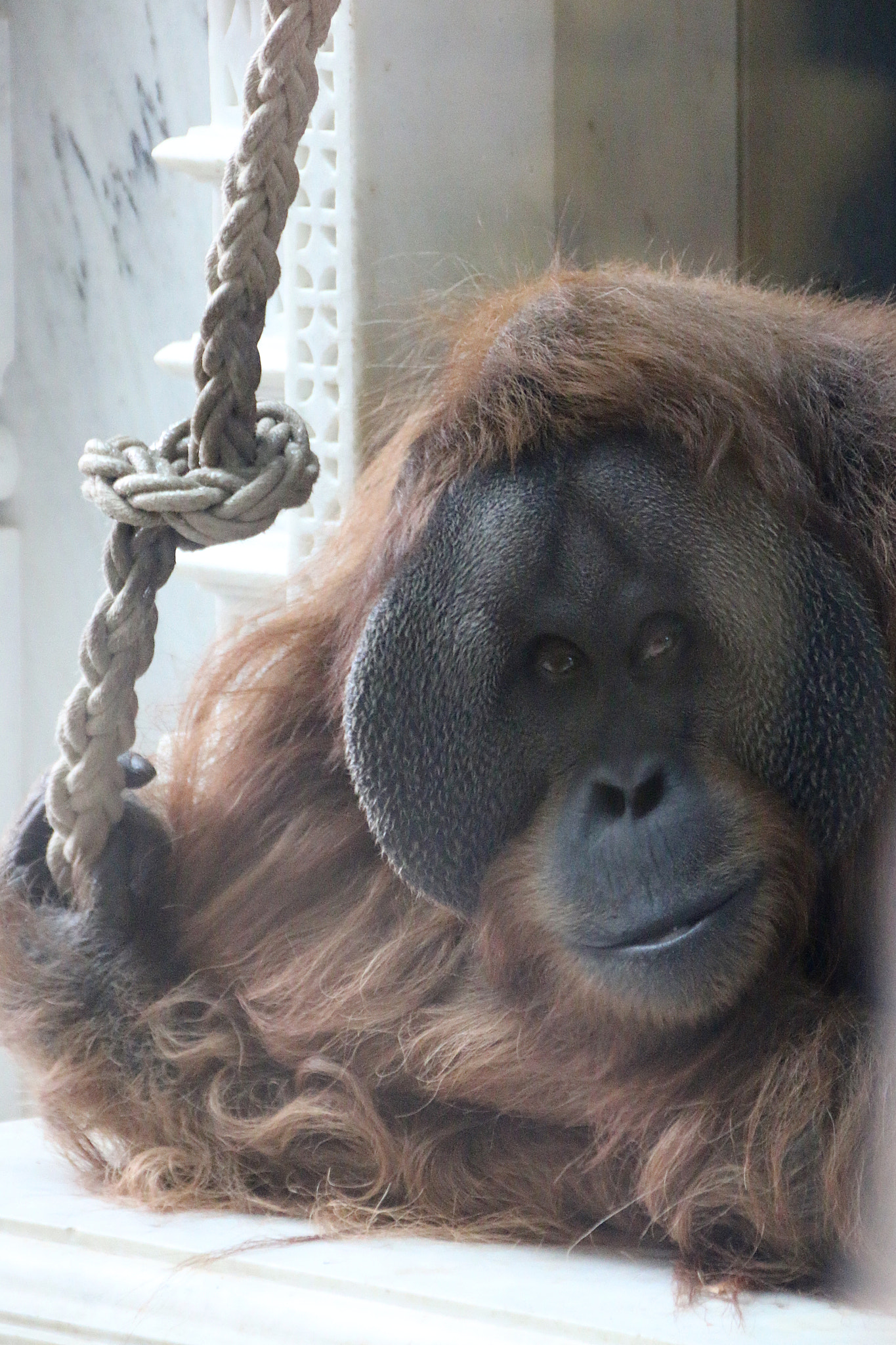 Canon EF 75-300mm F4.0-5.6 IS USM sample photo. Pairi daiza photography