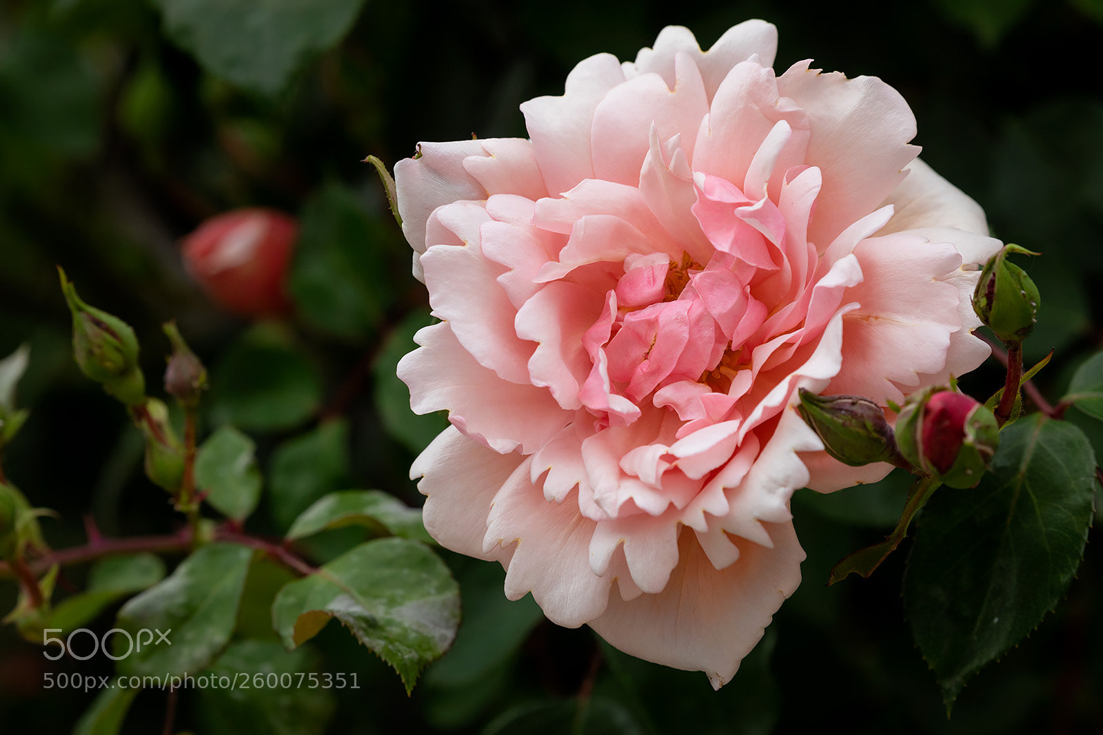 Canon EOS 5D Mark IV sample photo. Fragrance photography