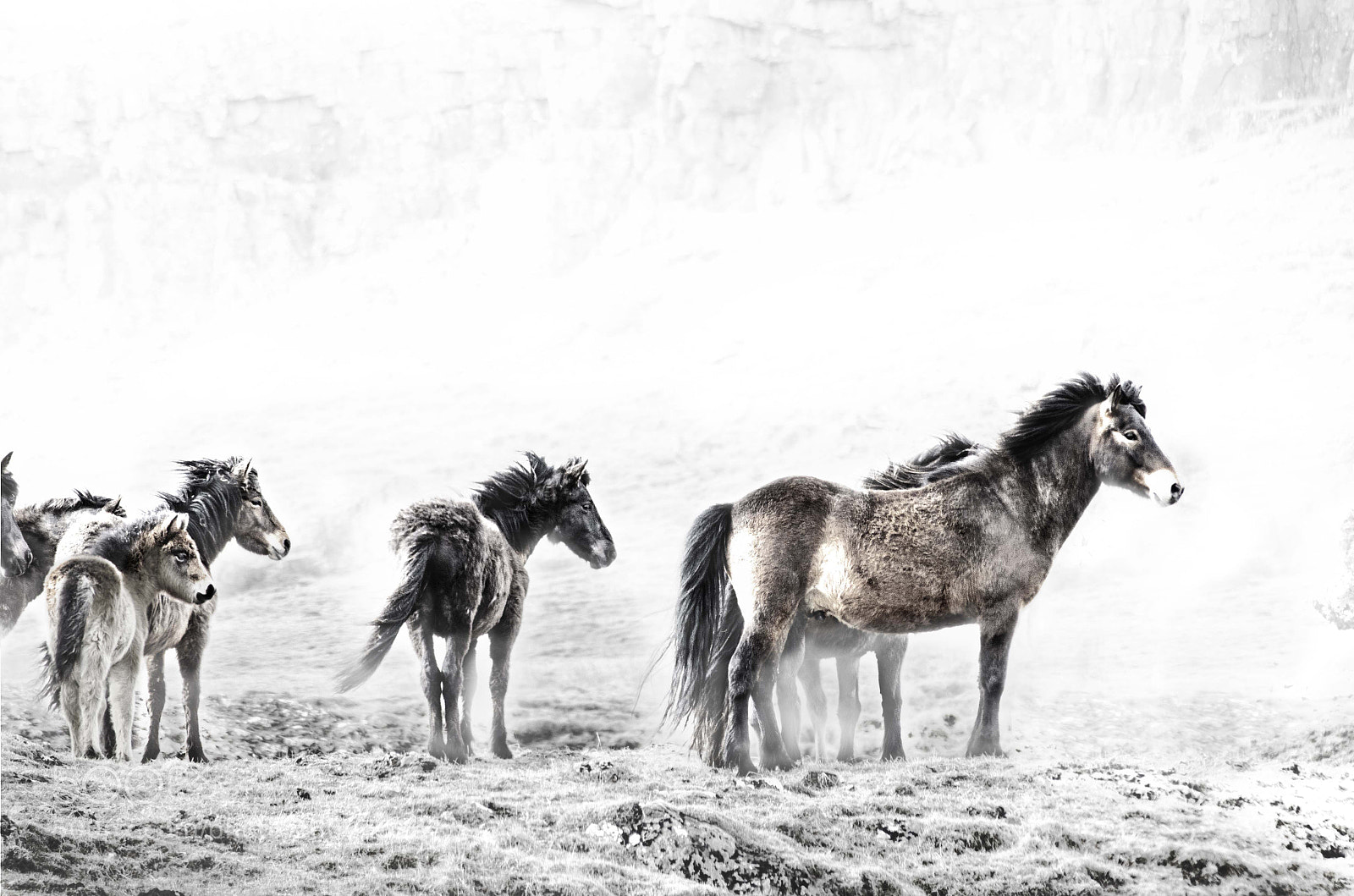 Nikon D7000 sample photo. Vanish into the wild photography