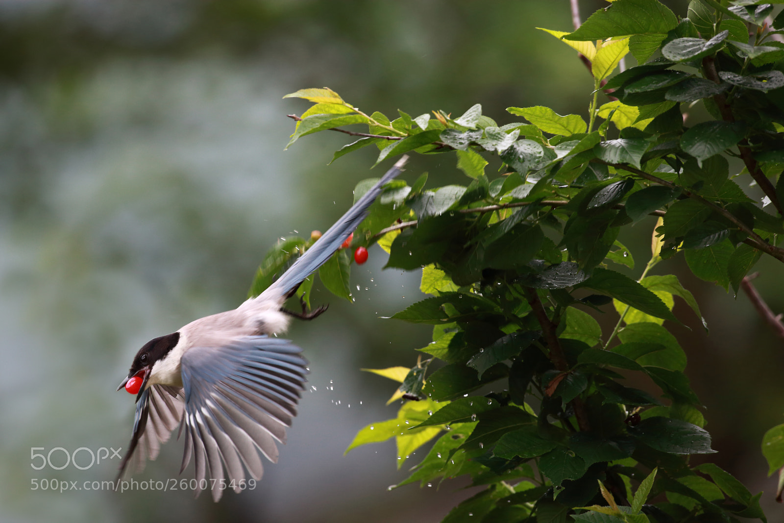Canon EOS 5D Mark II sample photo. Azure winged magpie photography