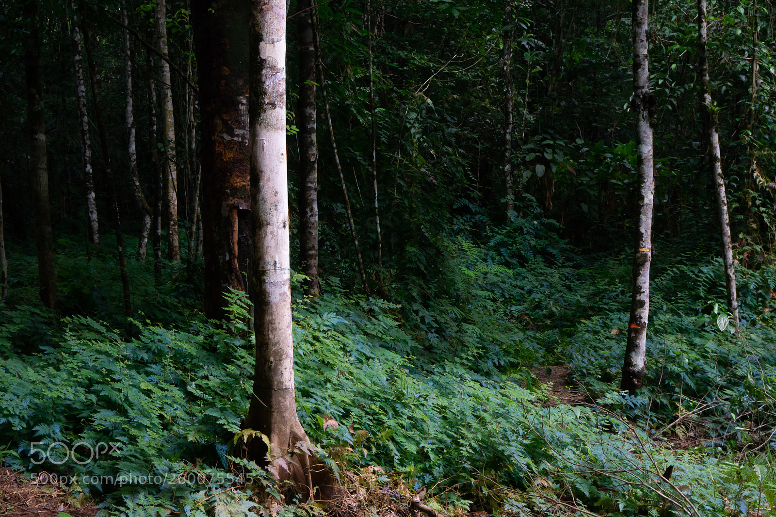 Sony a6000 sample photo. Forest photography