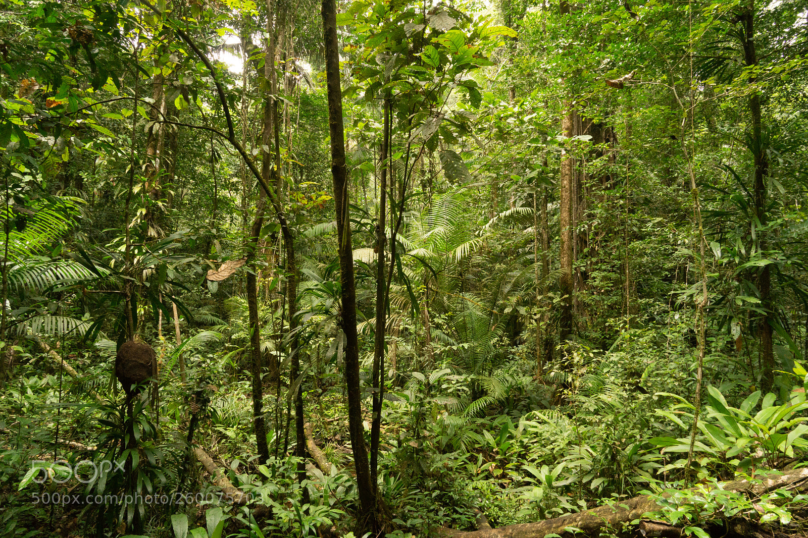 Sony a6000 sample photo. Forest photography