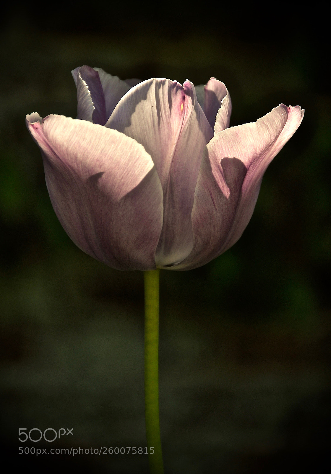 Nikon D5000 sample photo. Tulip photography