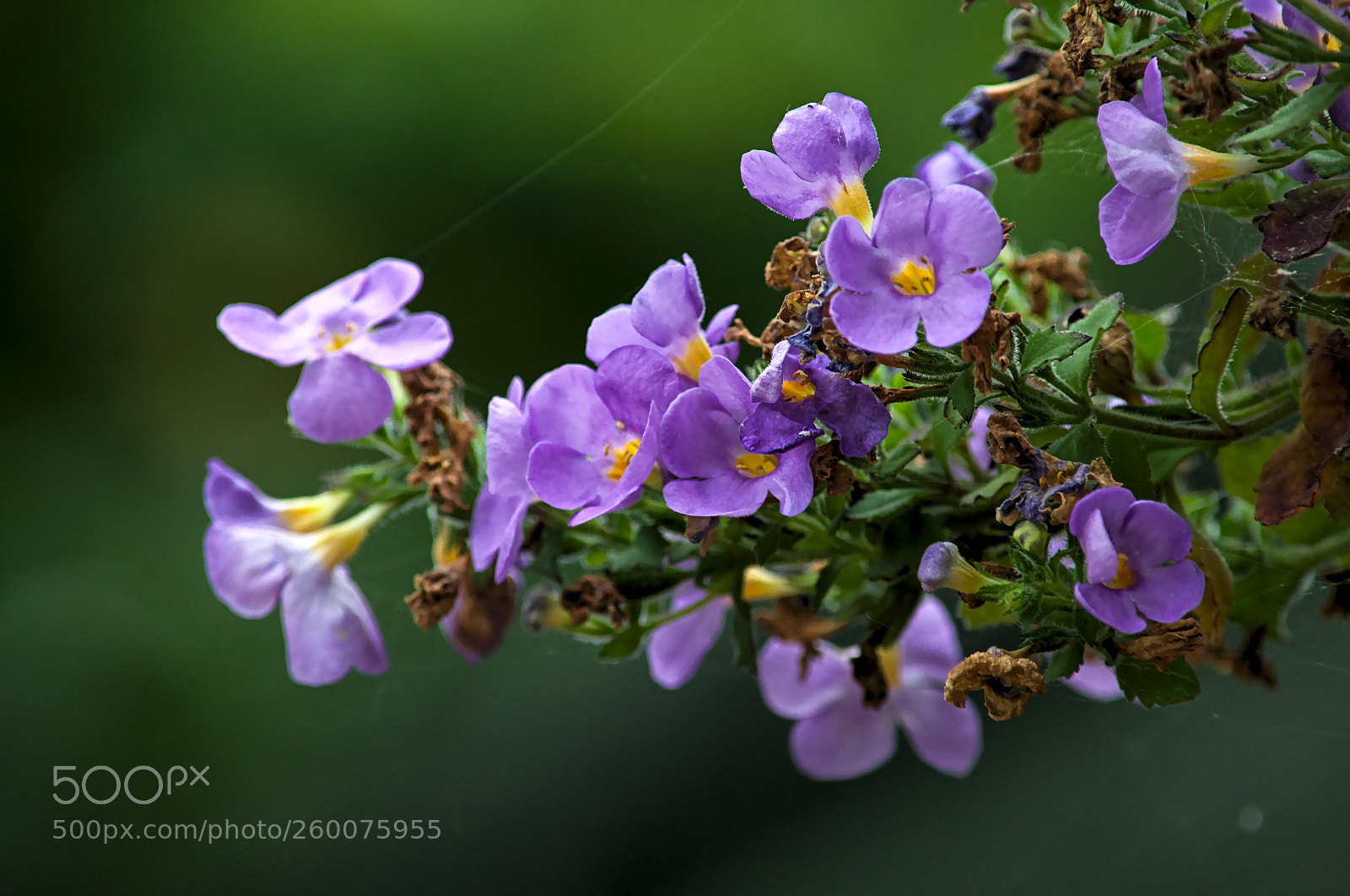 Nikon D3100 sample photo. Flowers 6 photography