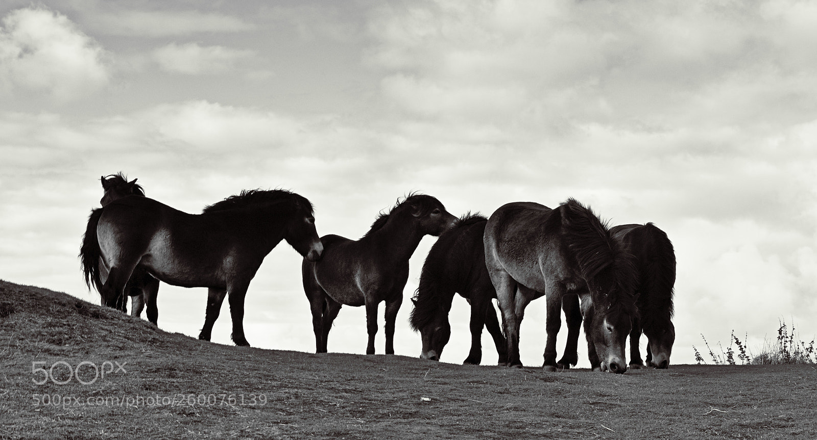 Nikon D3100 sample photo. Exmoor ponies photography