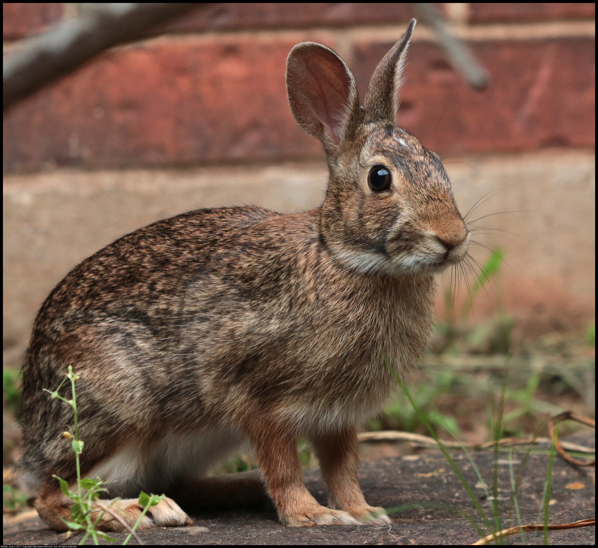 Canon EF 70-300 F4-5.6 IS II USM sample photo. Cottontail rabbit photography