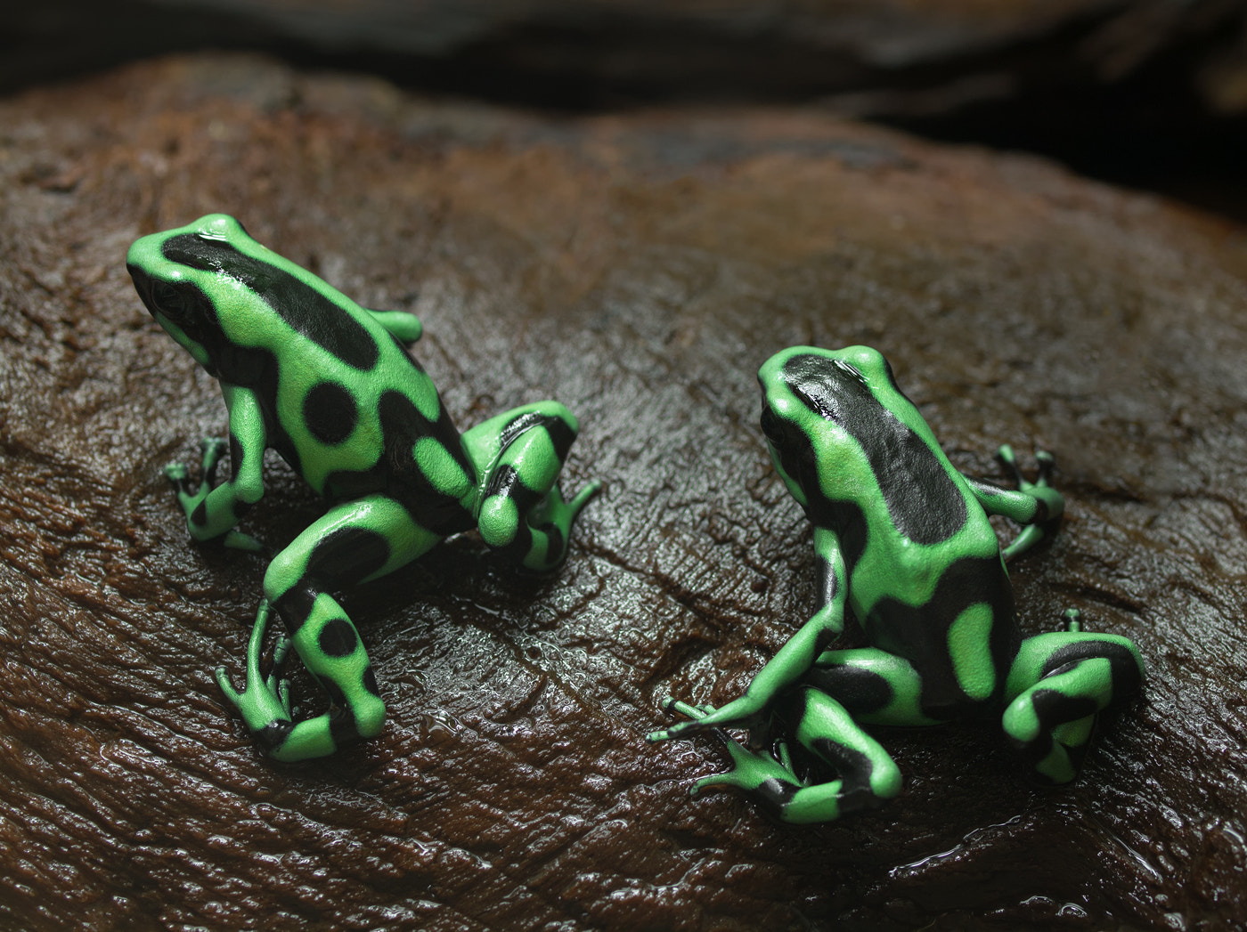 Olympus E-5 sample photo. Poison dart frogs photography