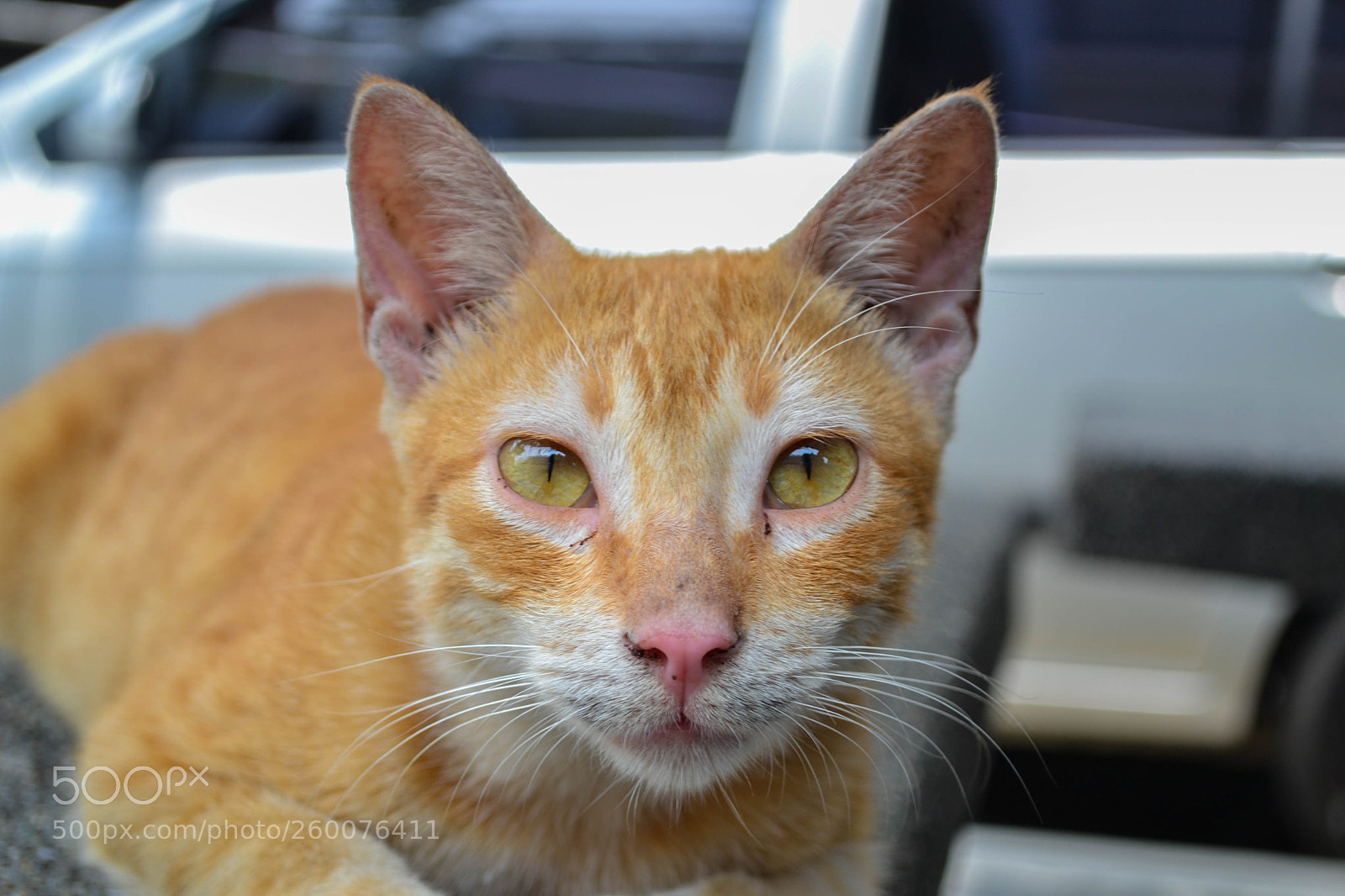 Nikon D3100 sample photo. Ruano cat photography