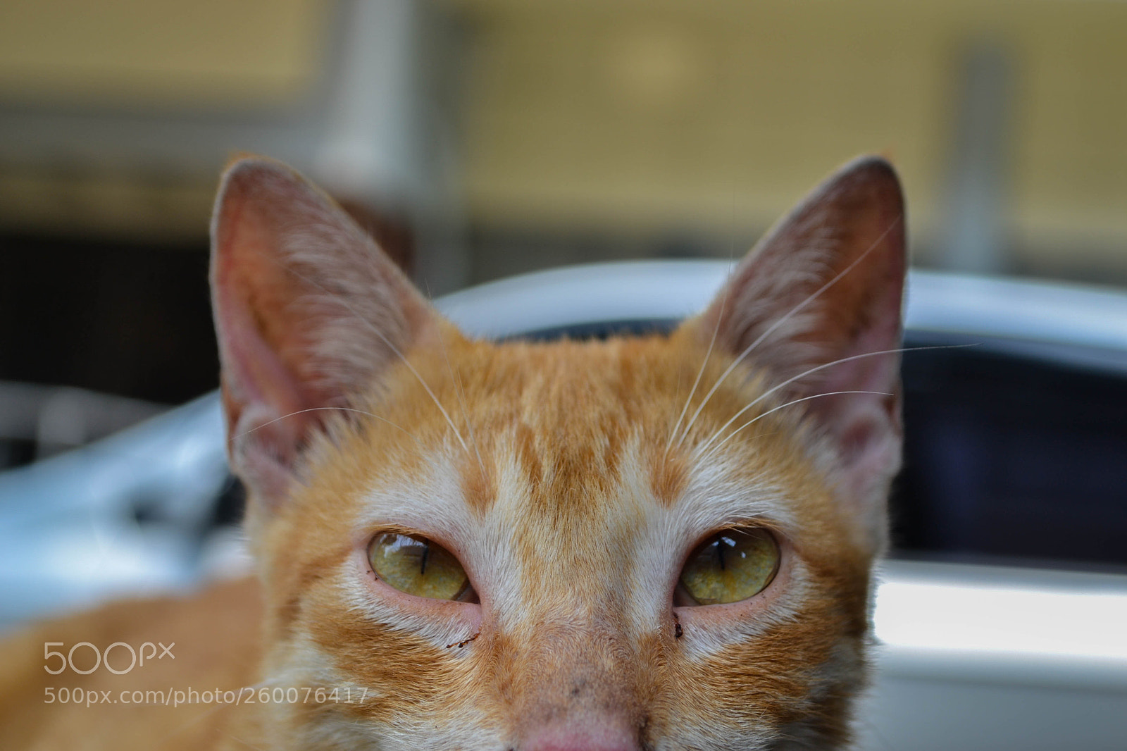 Nikon D3100 sample photo. Ruano cat photography