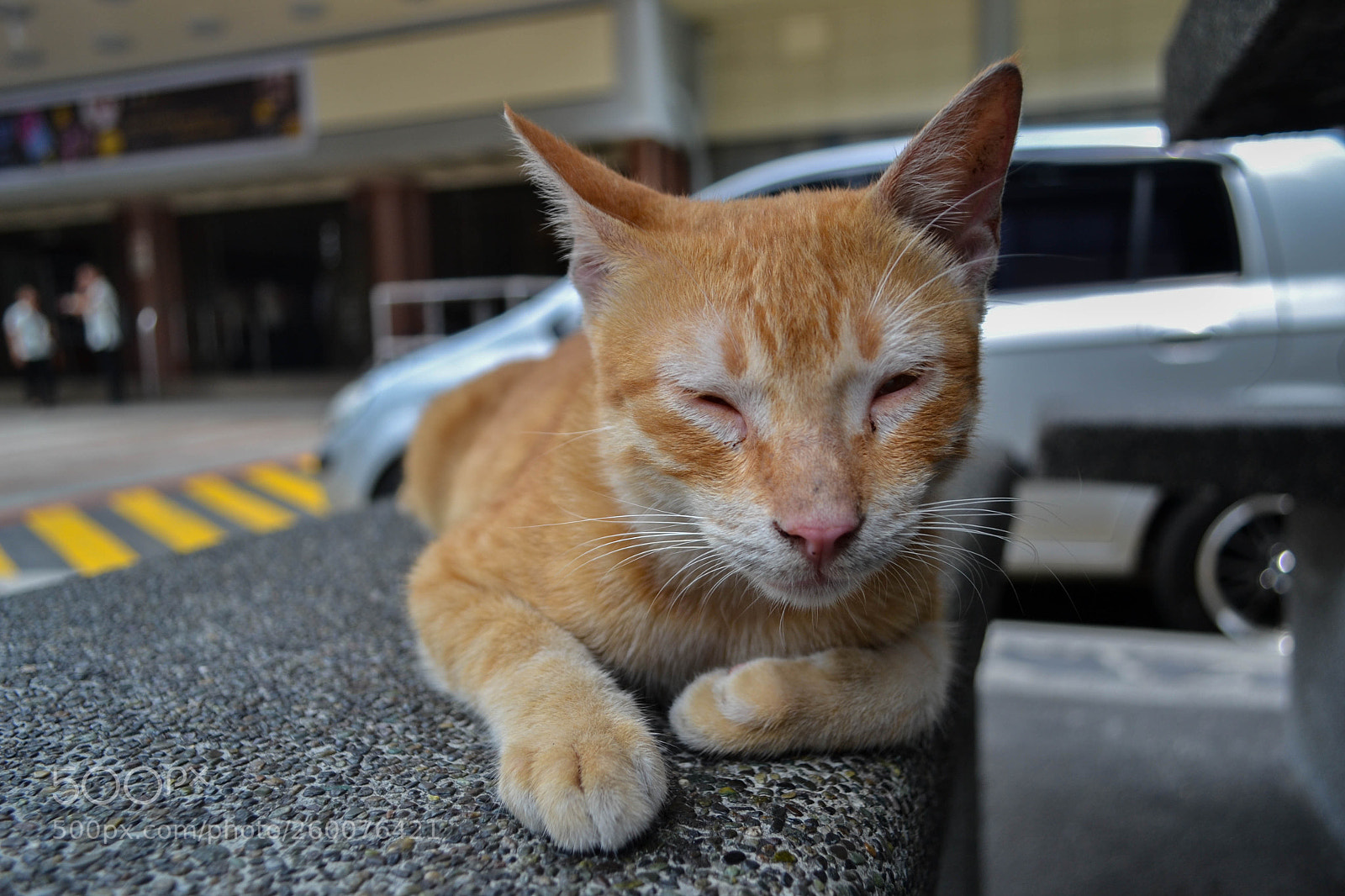 Nikon D3100 sample photo. Ruano cat photography