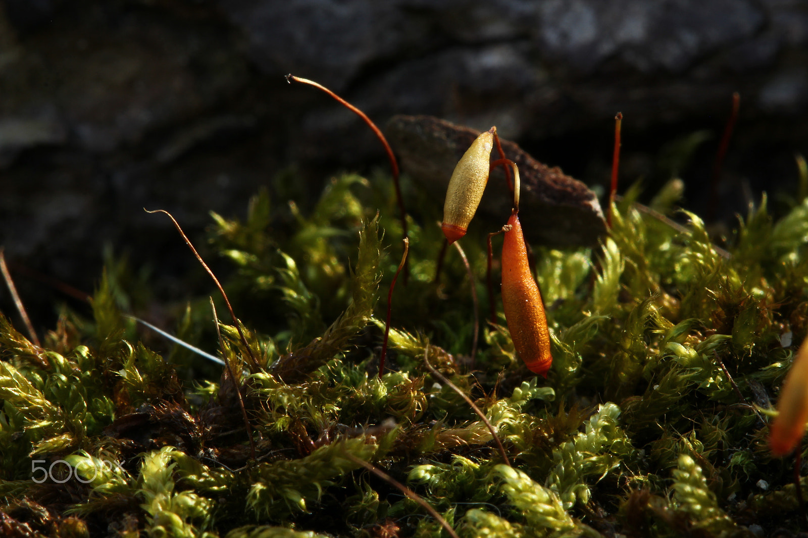 Canon EF 100mm F2.8 Macro USM sample photo. Moss macro photography