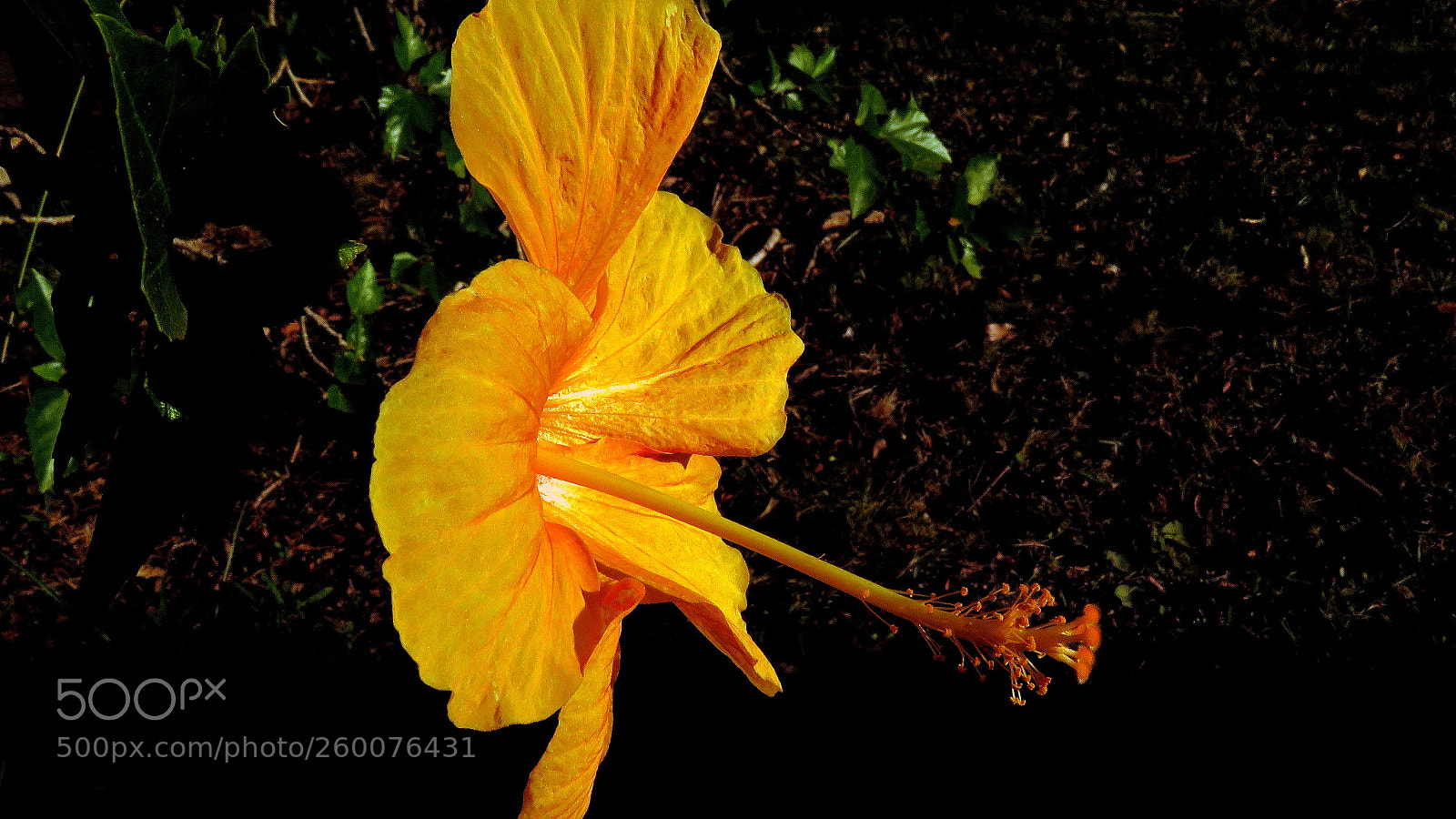 Canon PowerShot SX60 HS sample photo. Yellow  hibisco photography