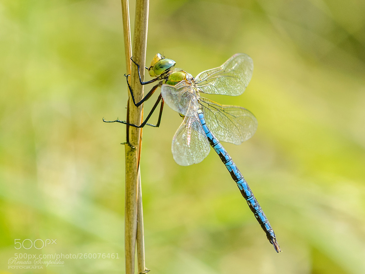 Nikon D7100 sample photo. Husarz w adca anax photography