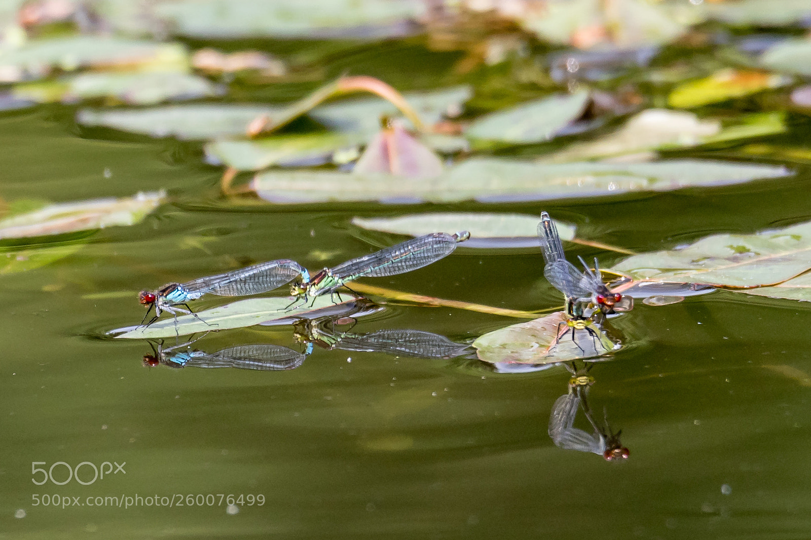 Canon EOS 7D Mark II sample photo. Damsel flies photography