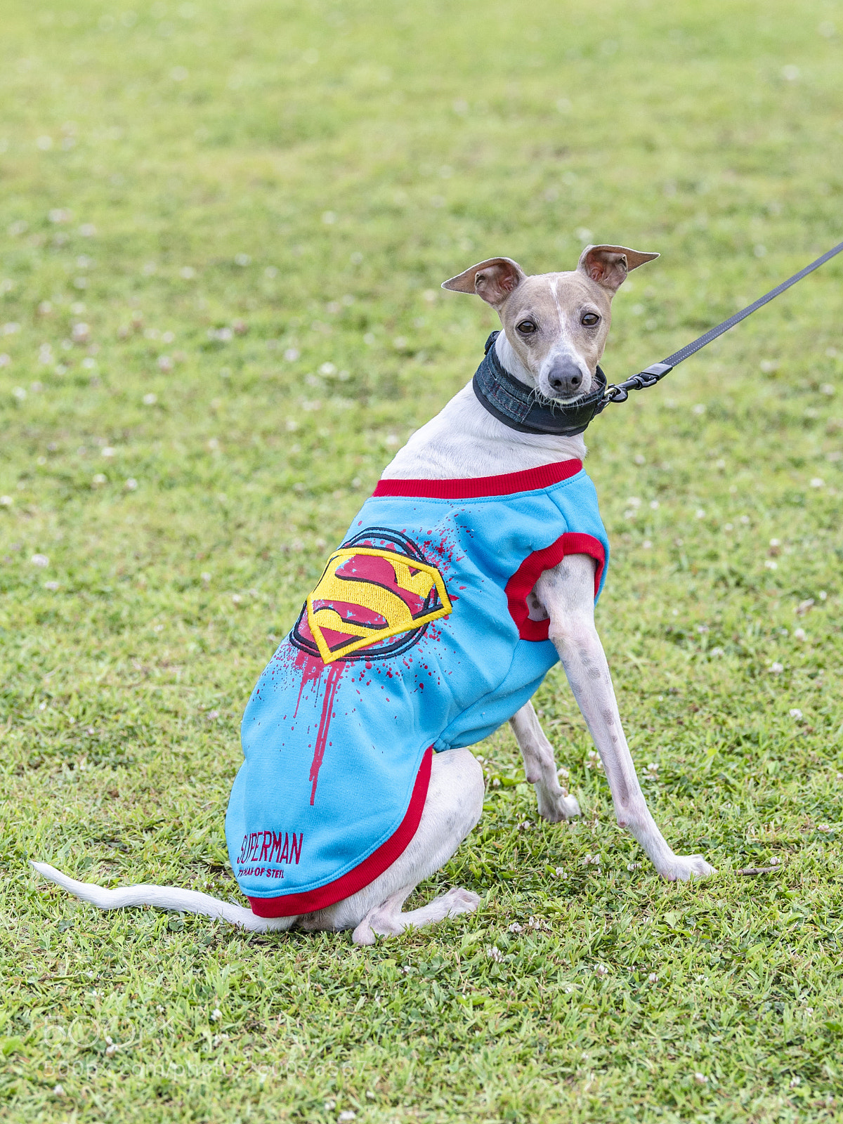 Nikon D5 sample photo. Superman dog photography