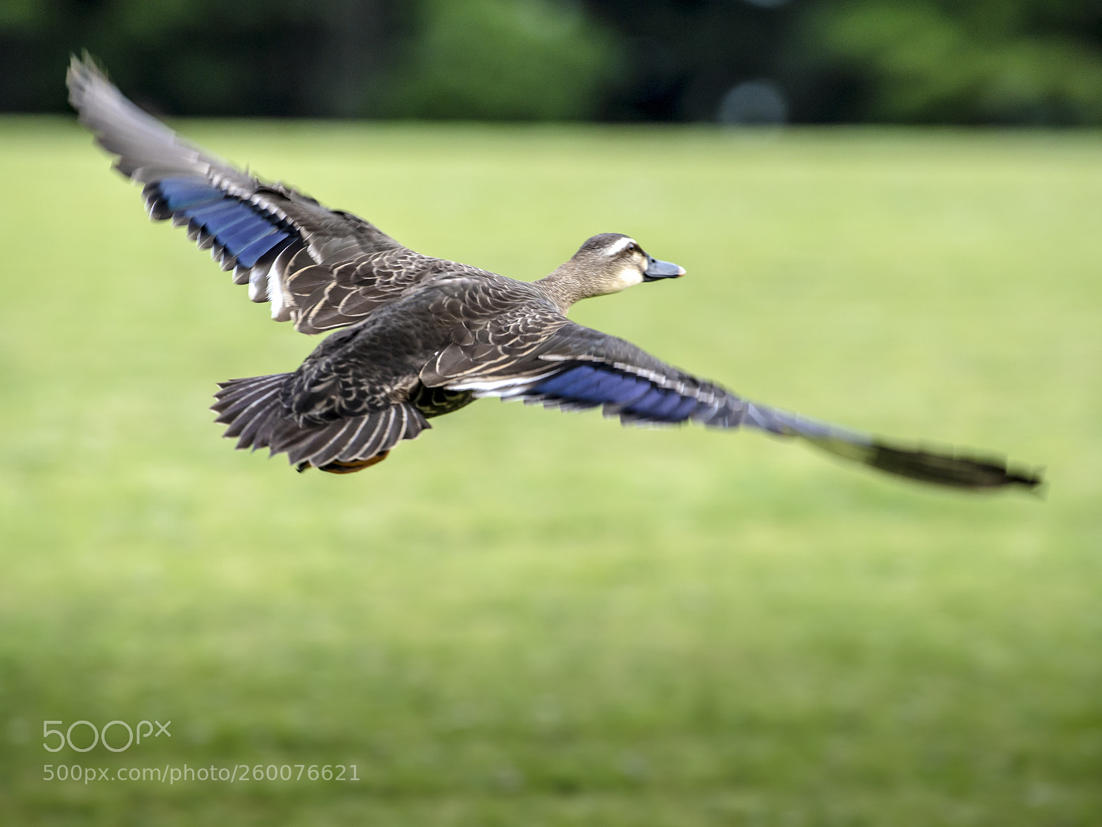 Nikon D5 sample photo. Taking off photography