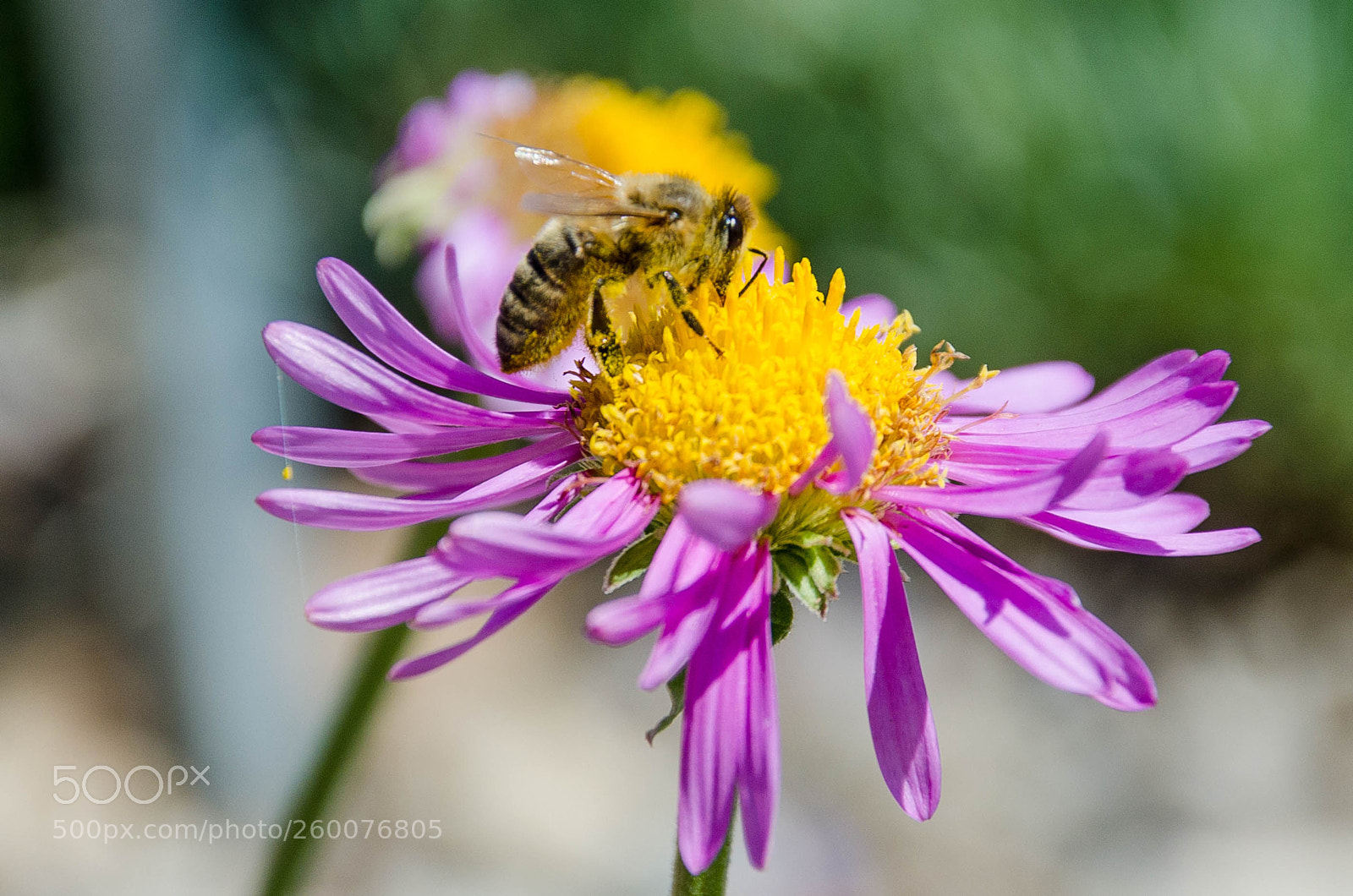 Nikon D7000 sample photo. Bee at work photography
