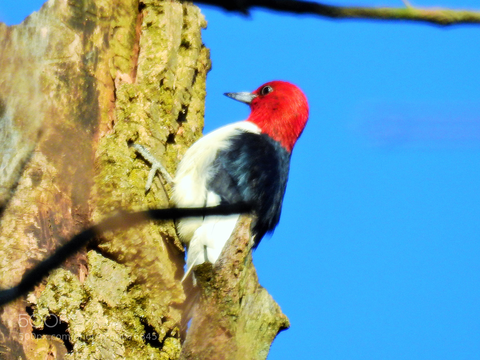 Nikon Coolpix P900 sample photo. Redheaded woodpecker photography