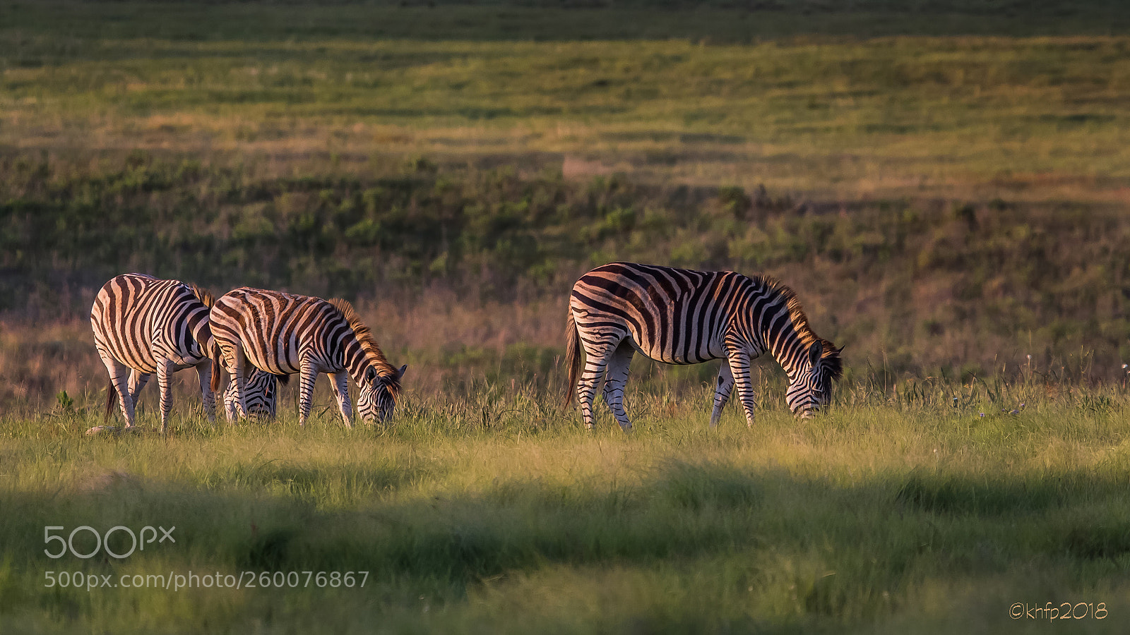 Canon EOS 650D (EOS Rebel T4i / EOS Kiss X6i) sample photo. Zebras 6 photography
