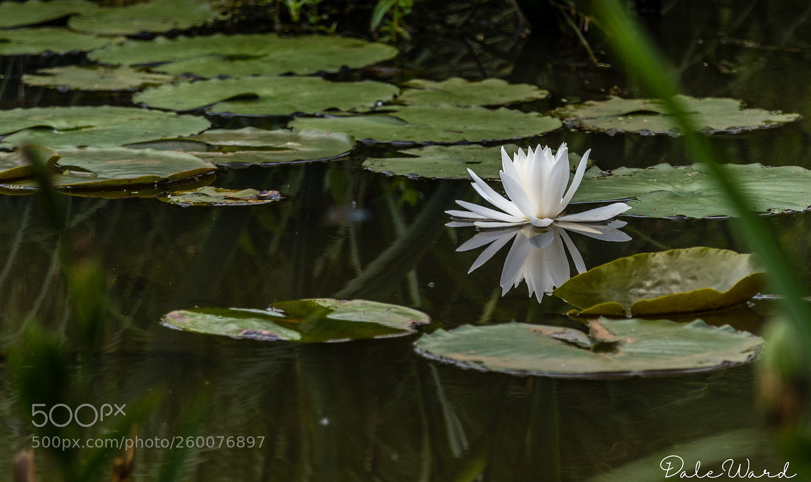 Nikon D500 sample photo. Water lilies photography