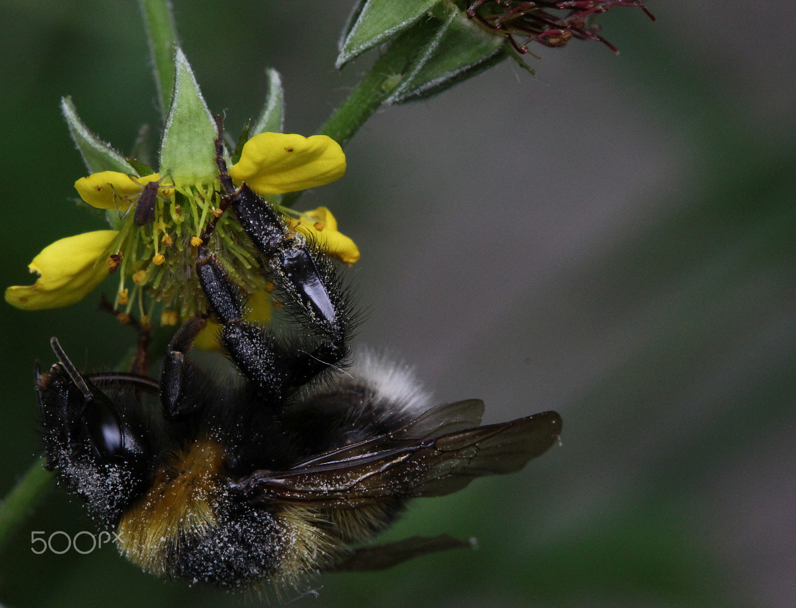 Canon EF 100mm F2.8 Macro USM sample photo. Bumblebee photography