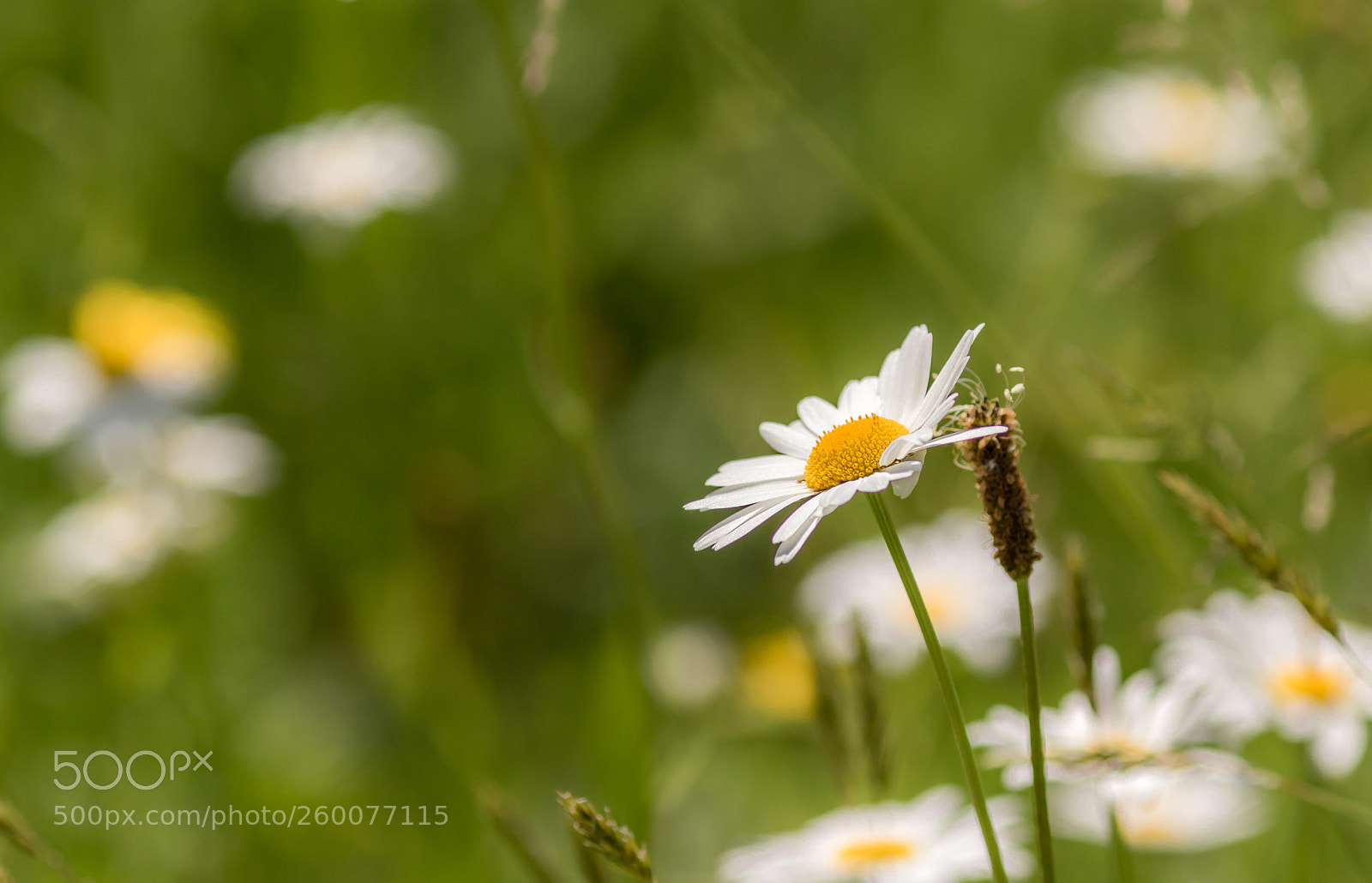 Canon EOS 7D Mark II sample photo. Wir lagen auf der photography