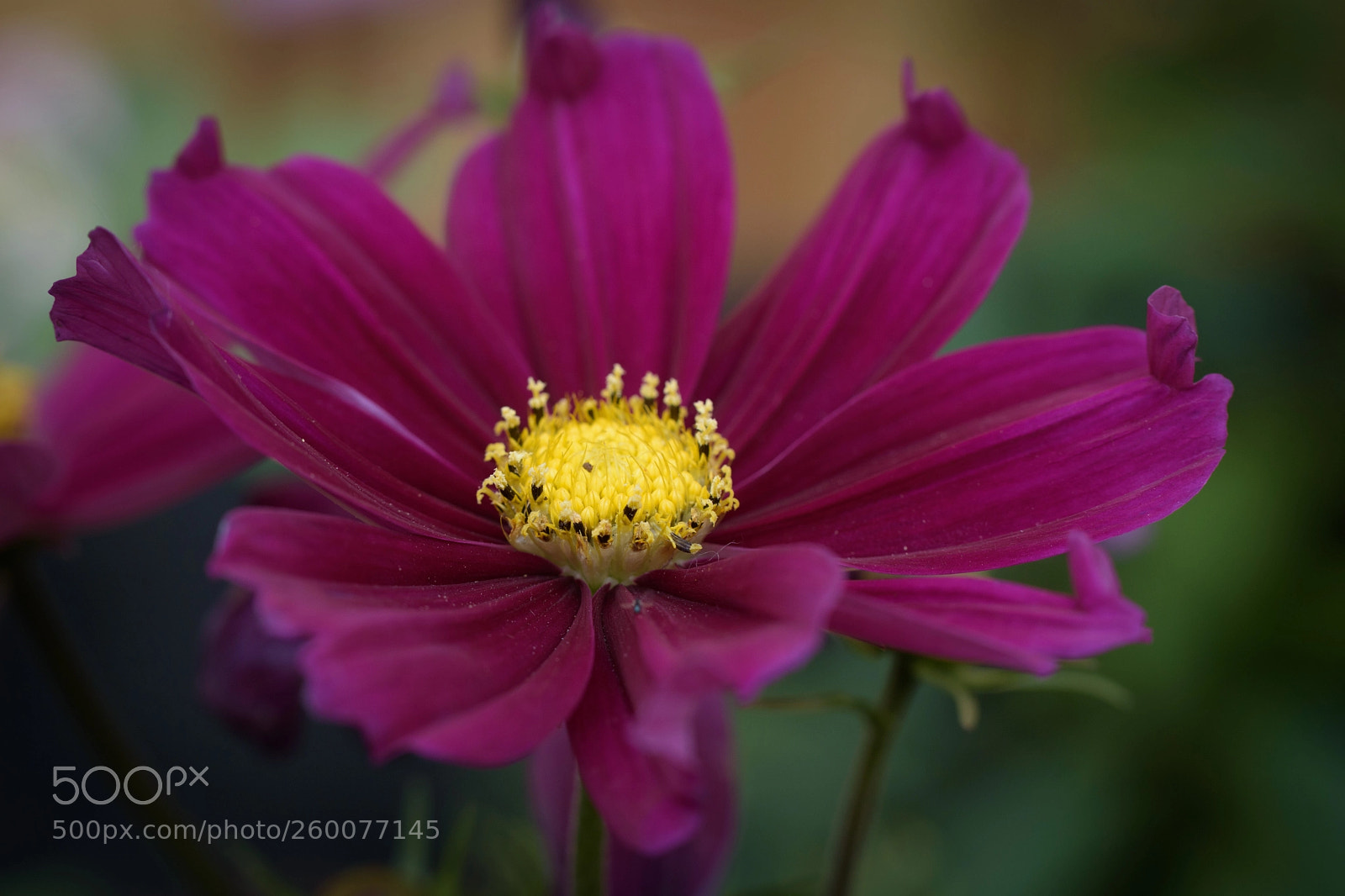 Nikon D5500 sample photo. More than words.. photography