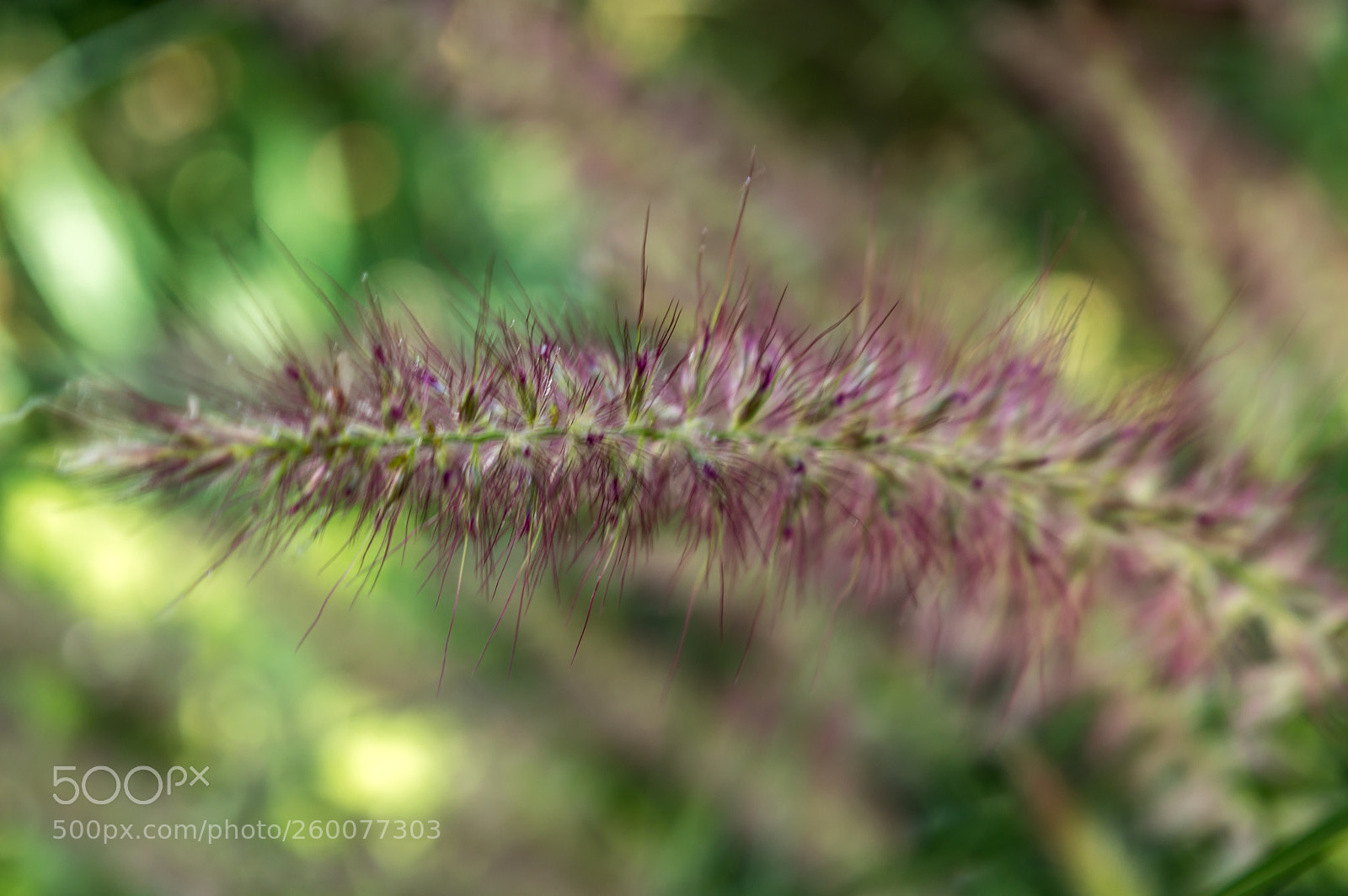 Nikon D3200 sample photo. The chameleon photography