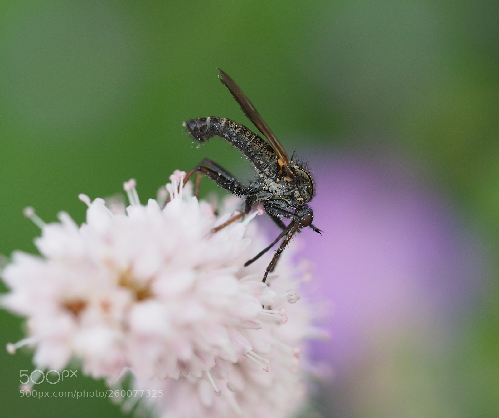 Olympus OM-D E-M10 sample photo. Dance fly - empis photography