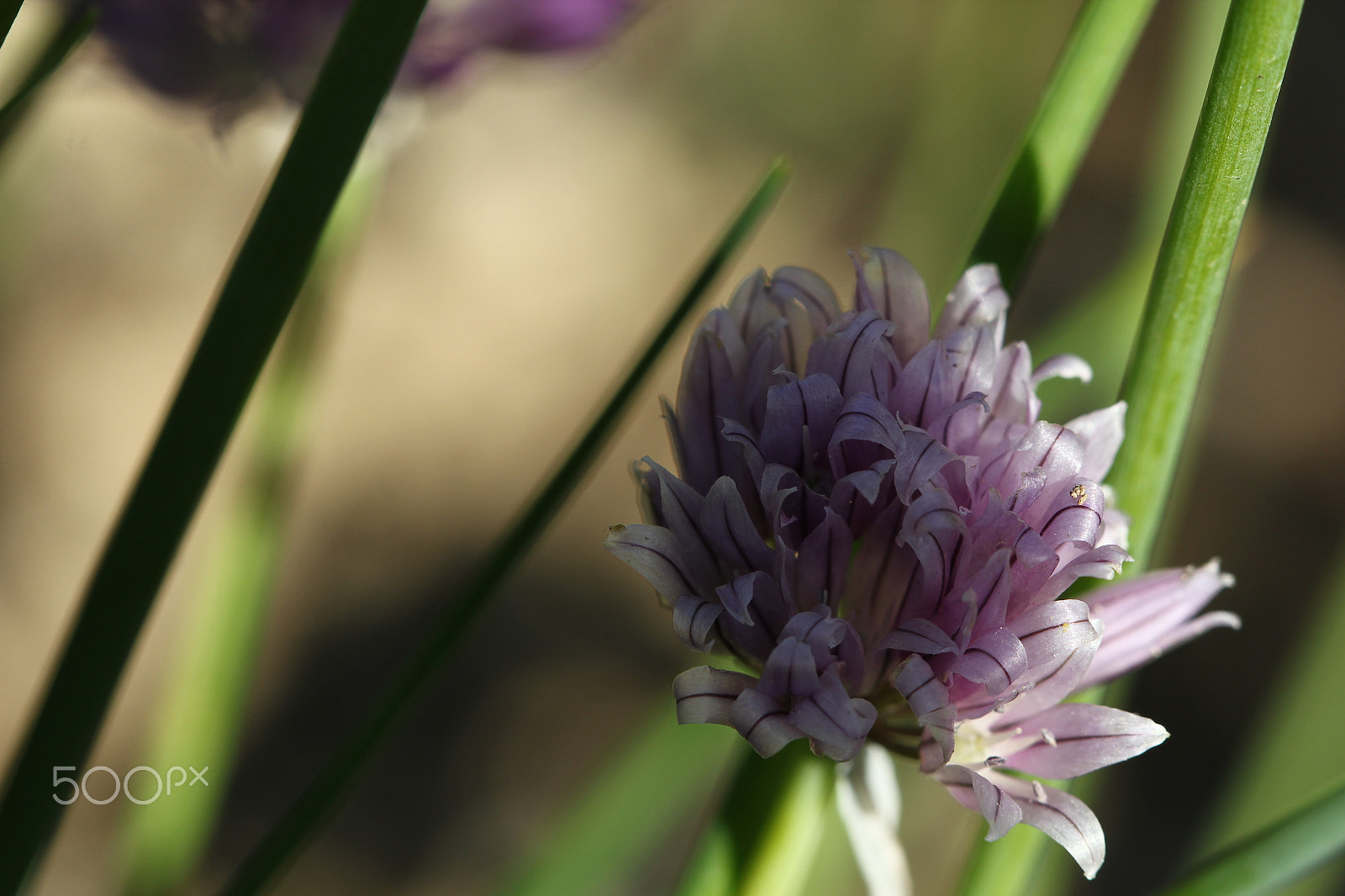 Canon EF 100mm F2.8 Macro USM sample photo. Chives photography