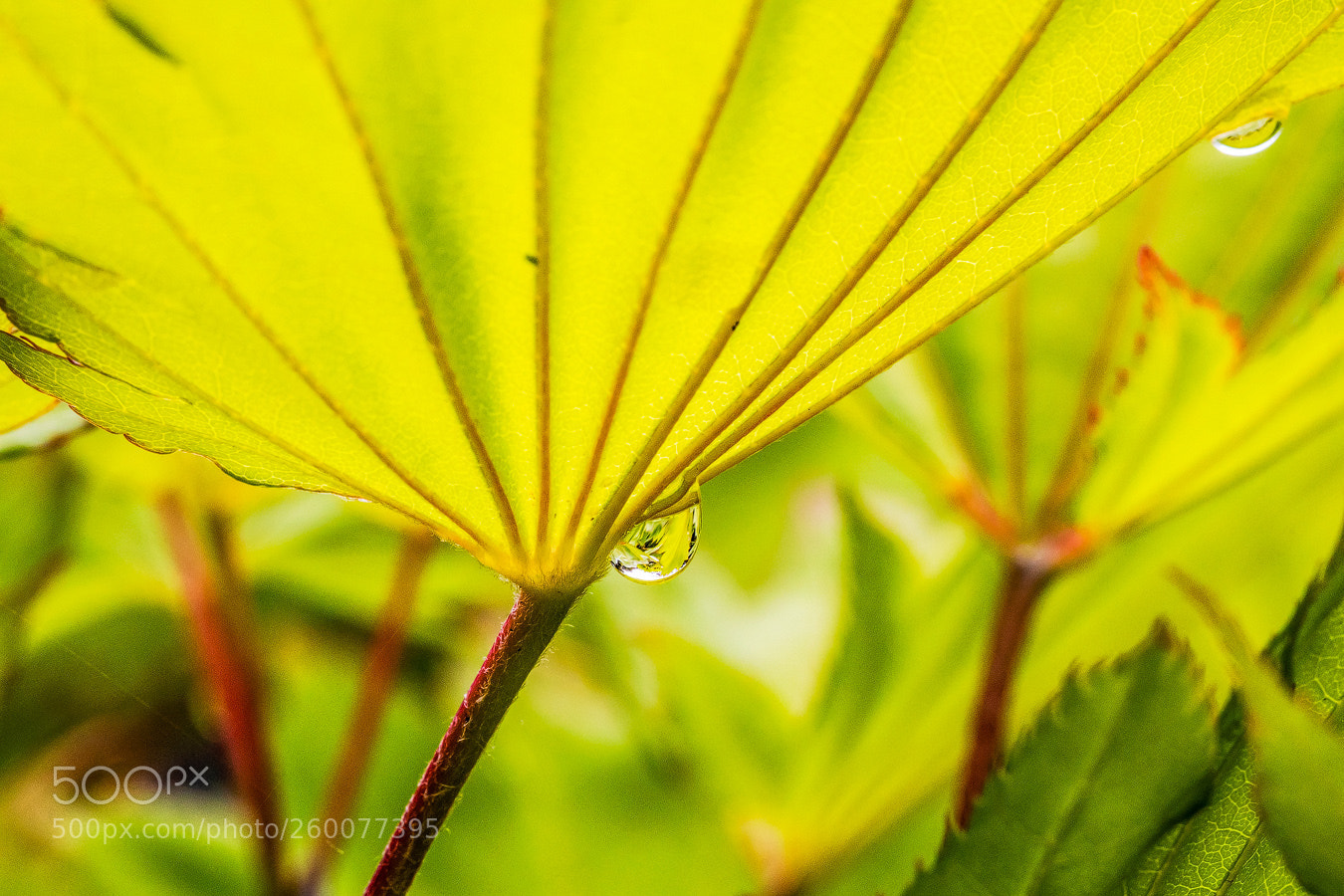 Canon EOS 5D Mark IV sample photo. Wassertropfen am ahornblatt photography
