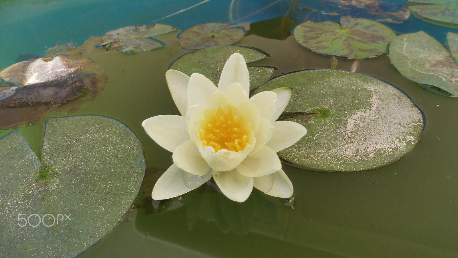 Panasonic Lumix DMC-ZS45 (Lumix DMC-TZ57) sample photo. Waterlily photography