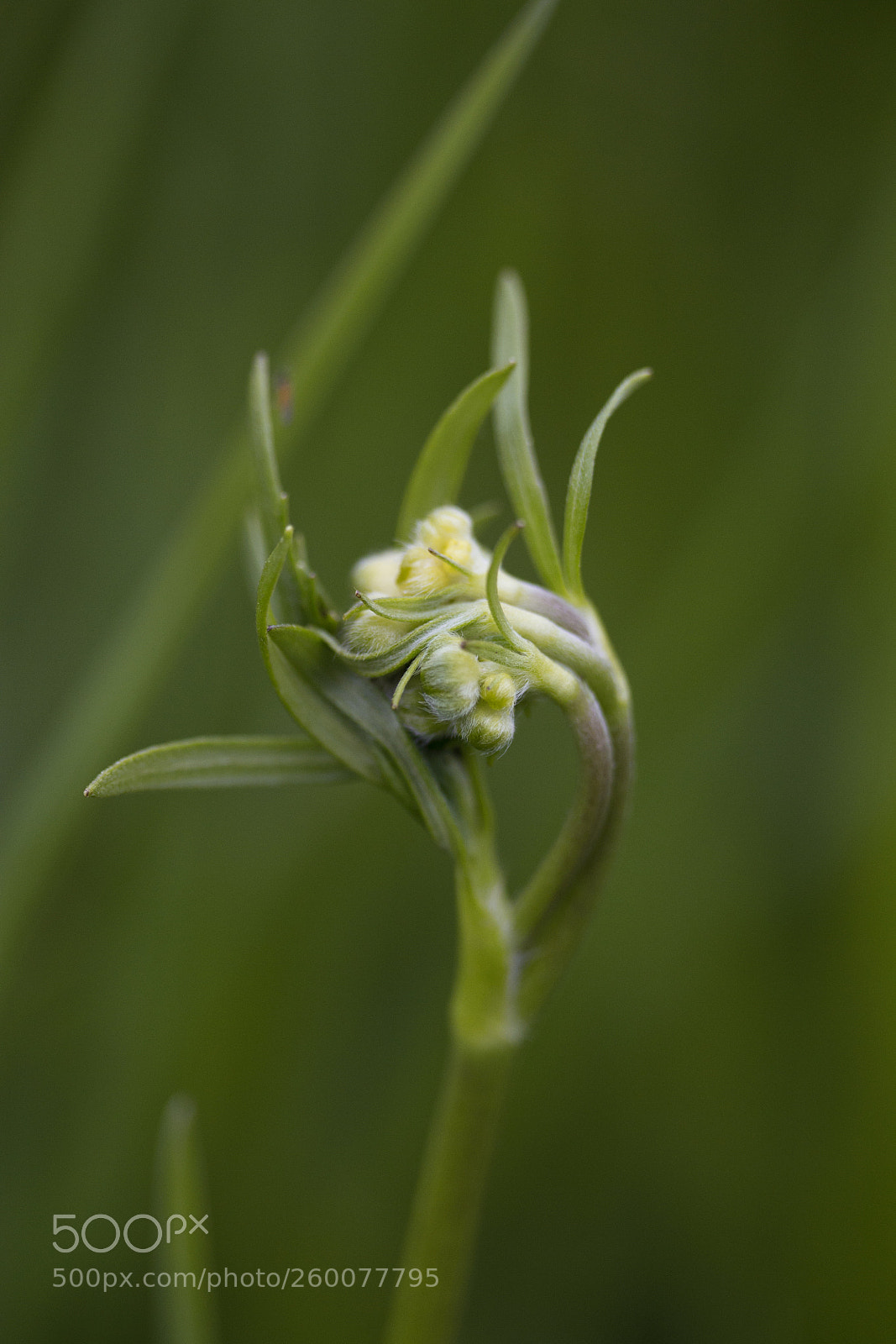 Canon EOS 60D sample photo. Gold-hahnenfuß (ranunculus auricomus agg.) photography