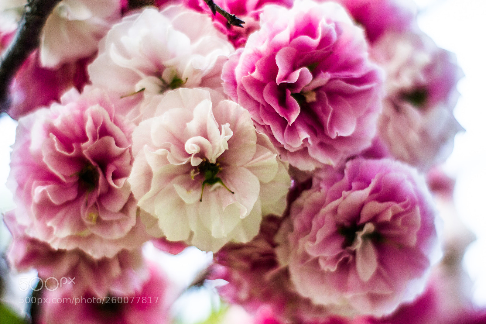 Canon EOS 700D (EOS Rebel T5i / EOS Kiss X7i) sample photo. Summer blossoms photography
